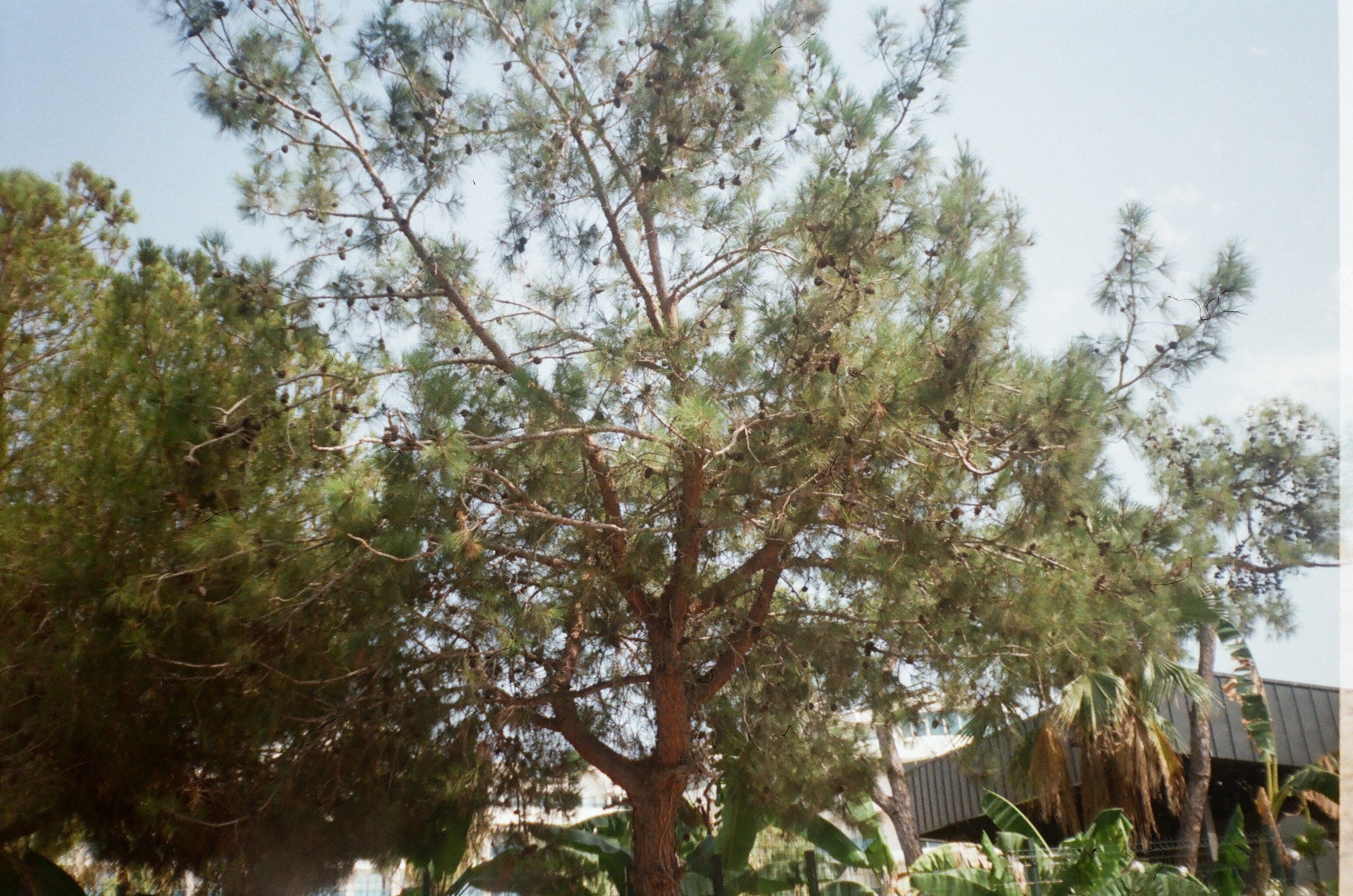 Плёнка. Человек в Шляпе