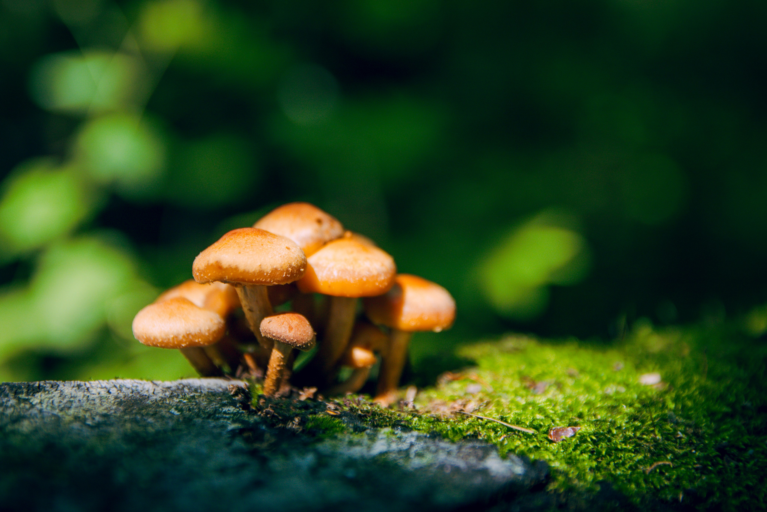 Из наблюдений. Плак или Квак