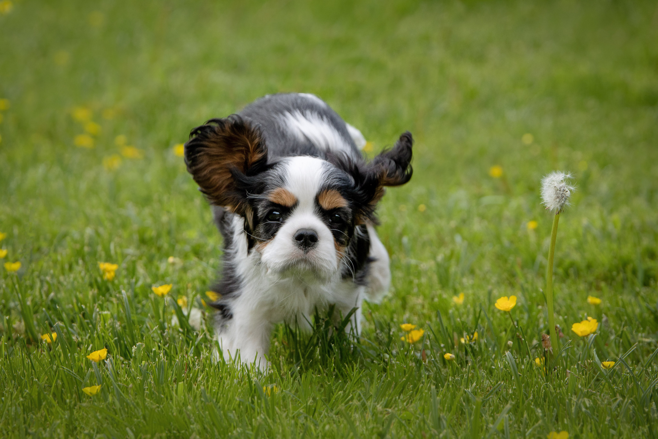 КАВАЛЕР КИНГ ЧАРЛЬЗ СПАНИЕЛЬ. Юлия Микульская. Рыбинск
