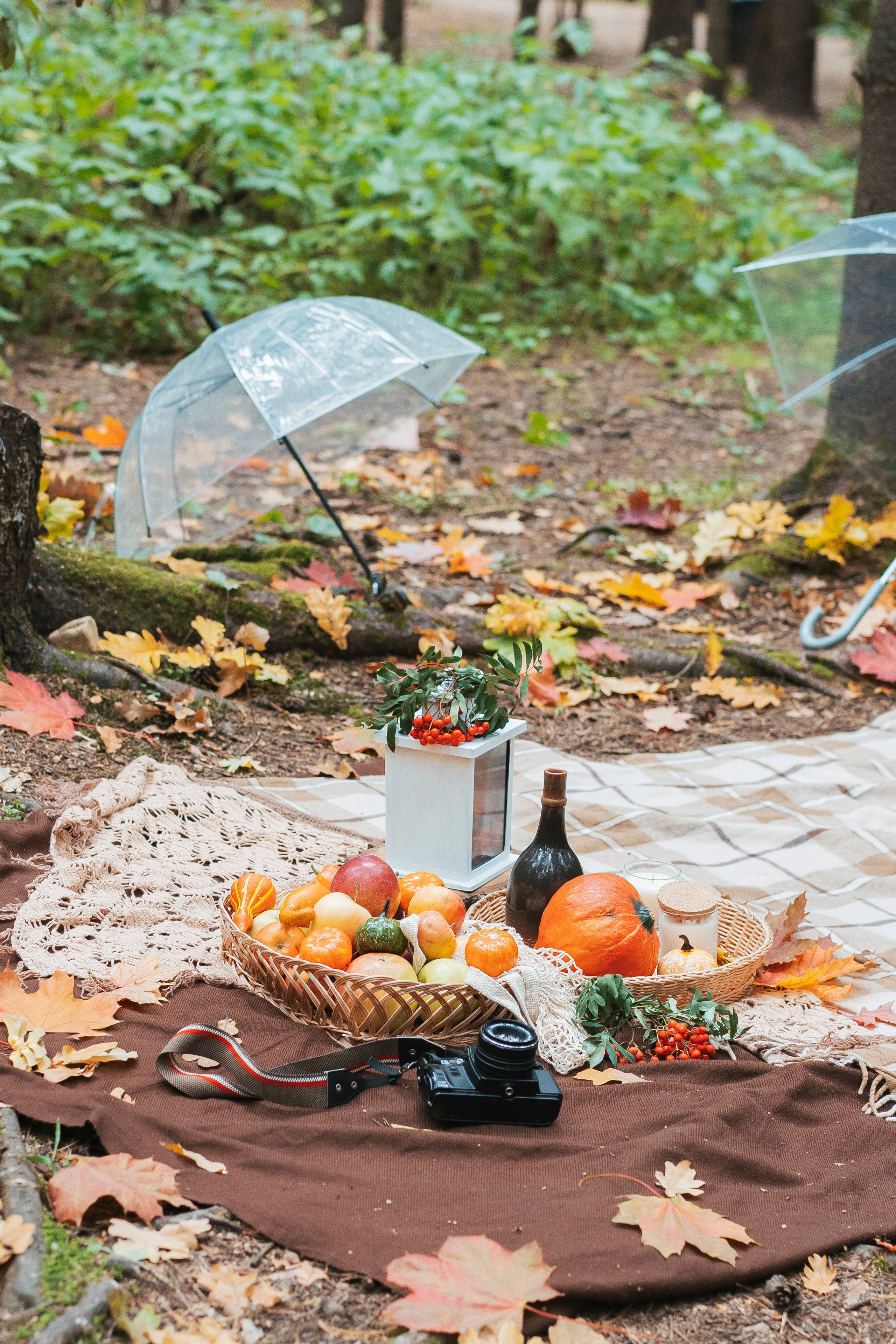 Осень в лесу. Brand photographer