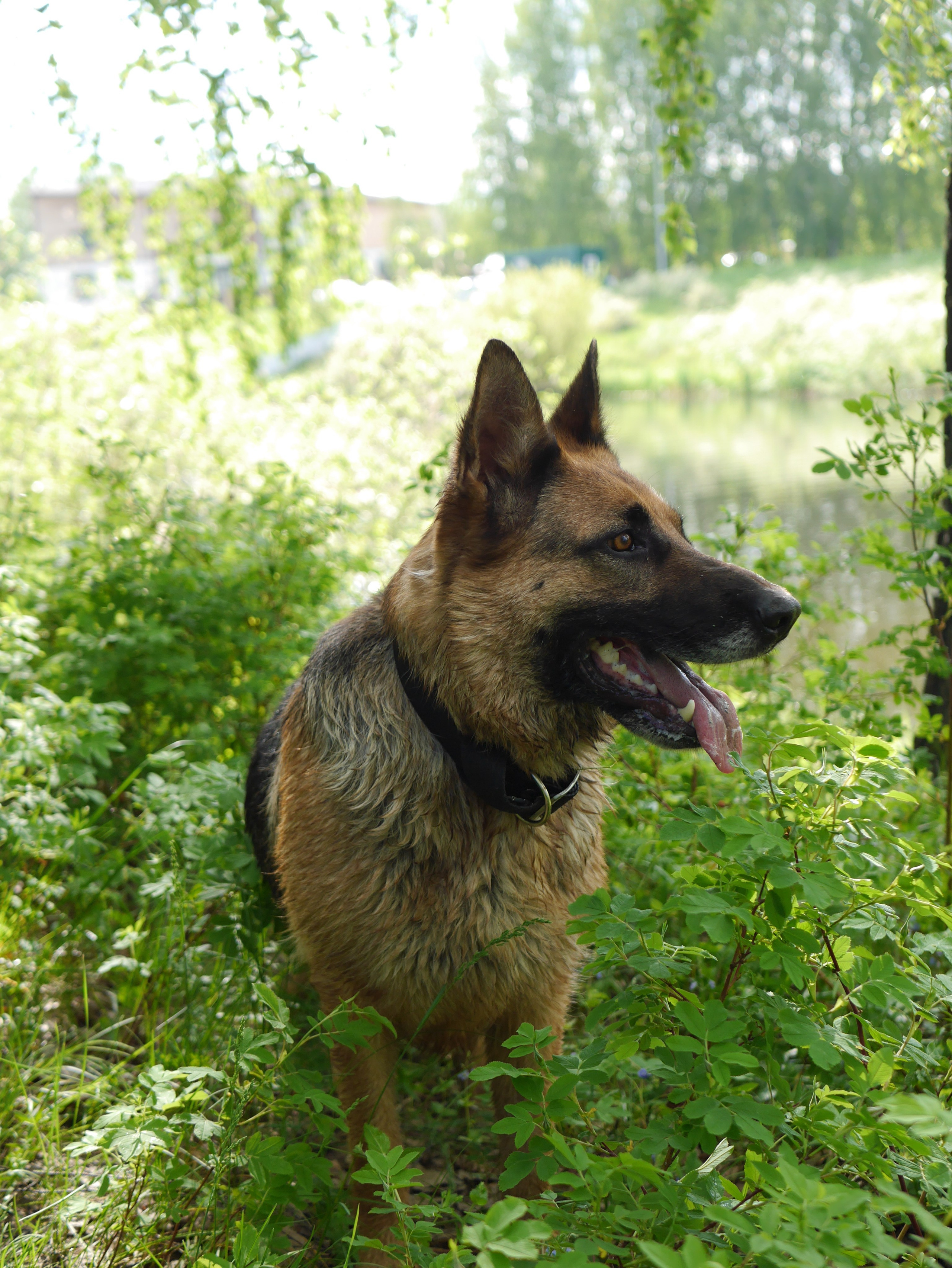 Любимые хвостики