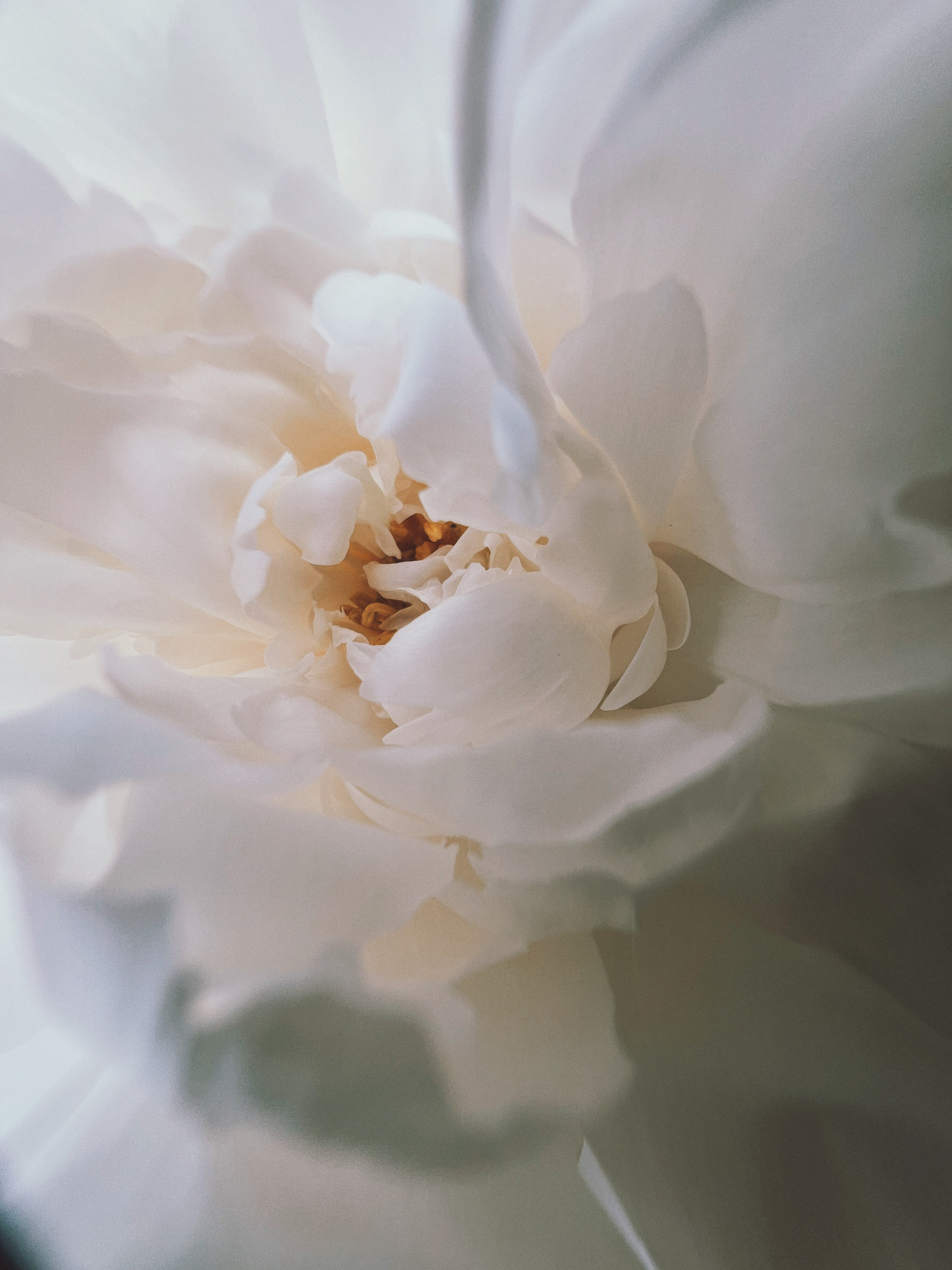 Flower song. Юля Ф