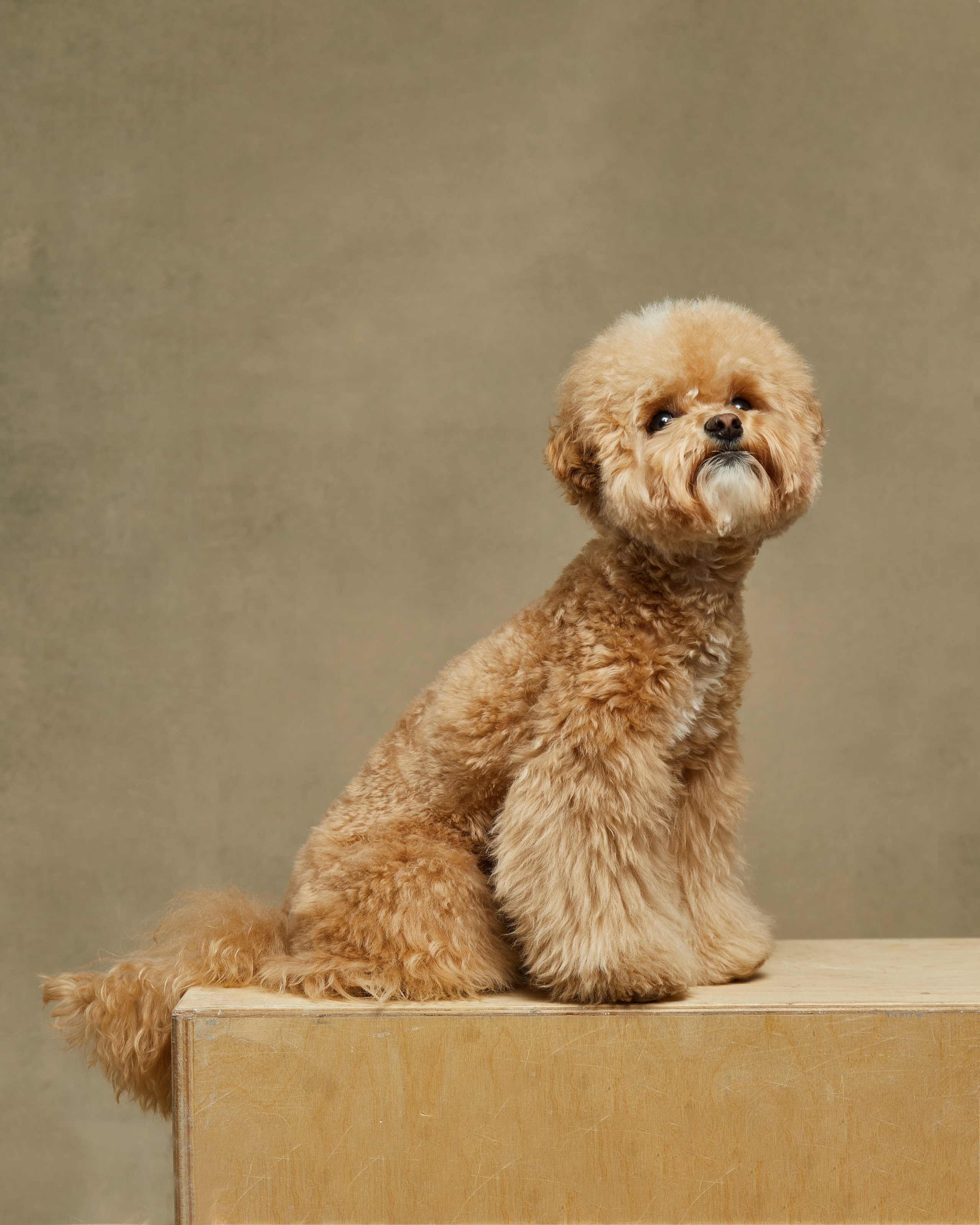 Pets Photography / Фотограф Собак