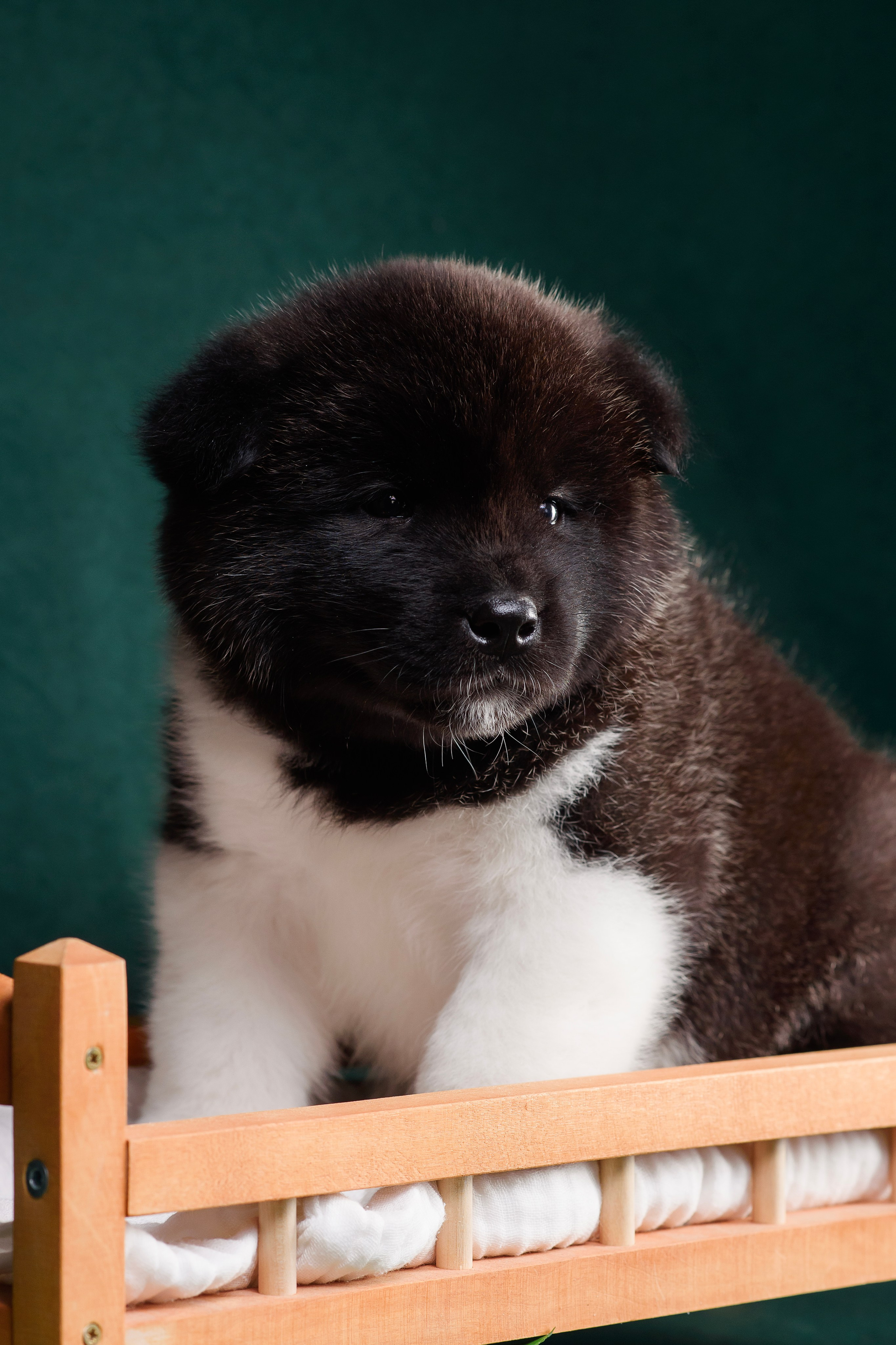 Щенки Американской Акиты. Фотограф — Анималист | Анна Абрамова