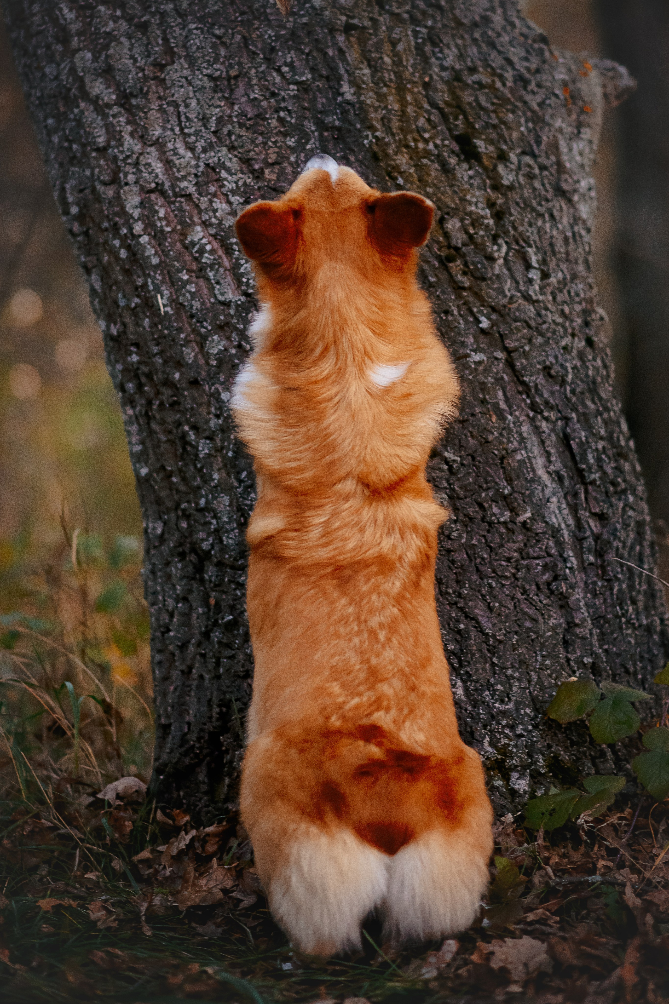 Максим, Аня и Челси — 19.10.2024. Фотограф — Анималист | Анна Абрамова