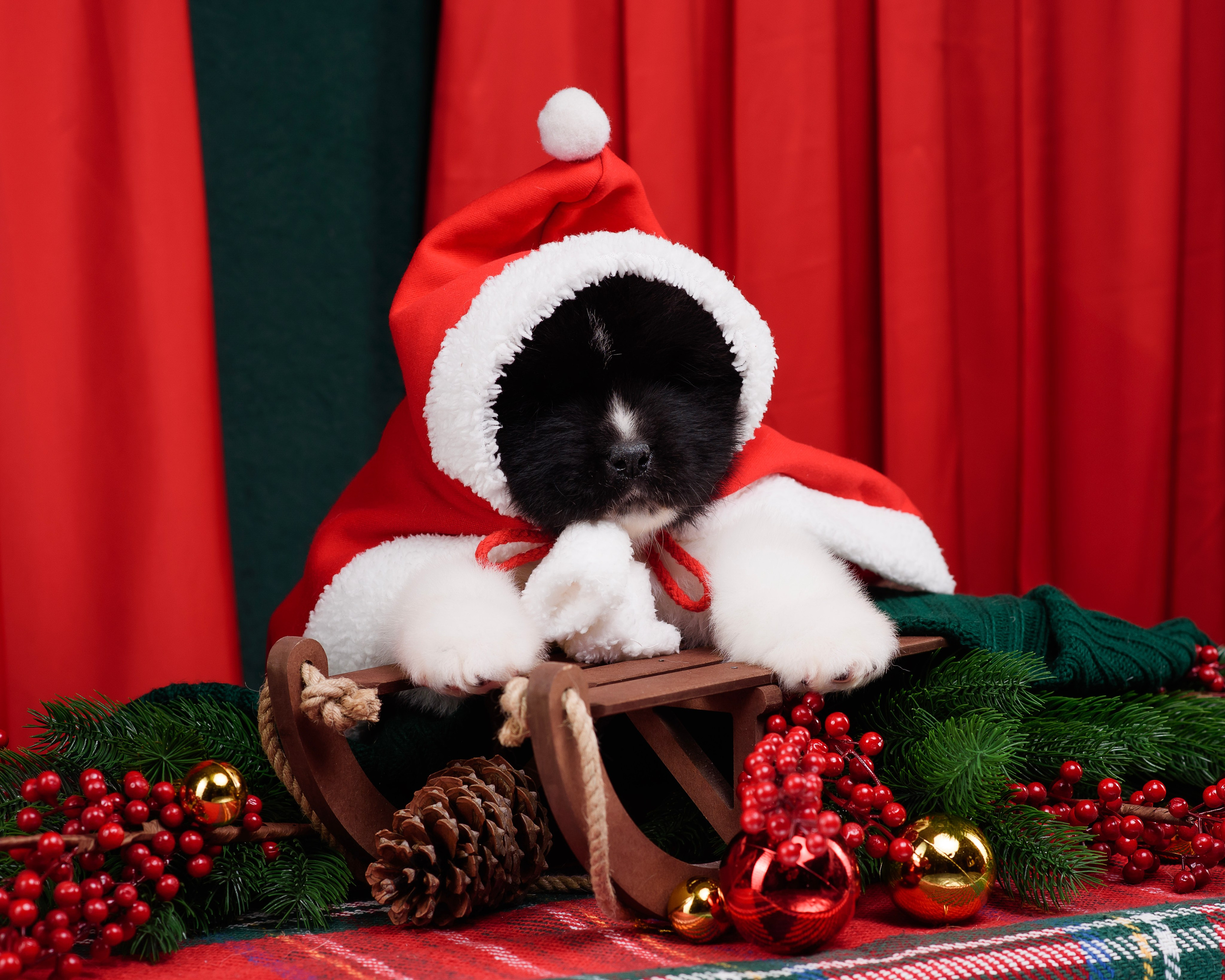 Щенки Американской Акиты. Фотограф — Анималист | Анна Абрамова