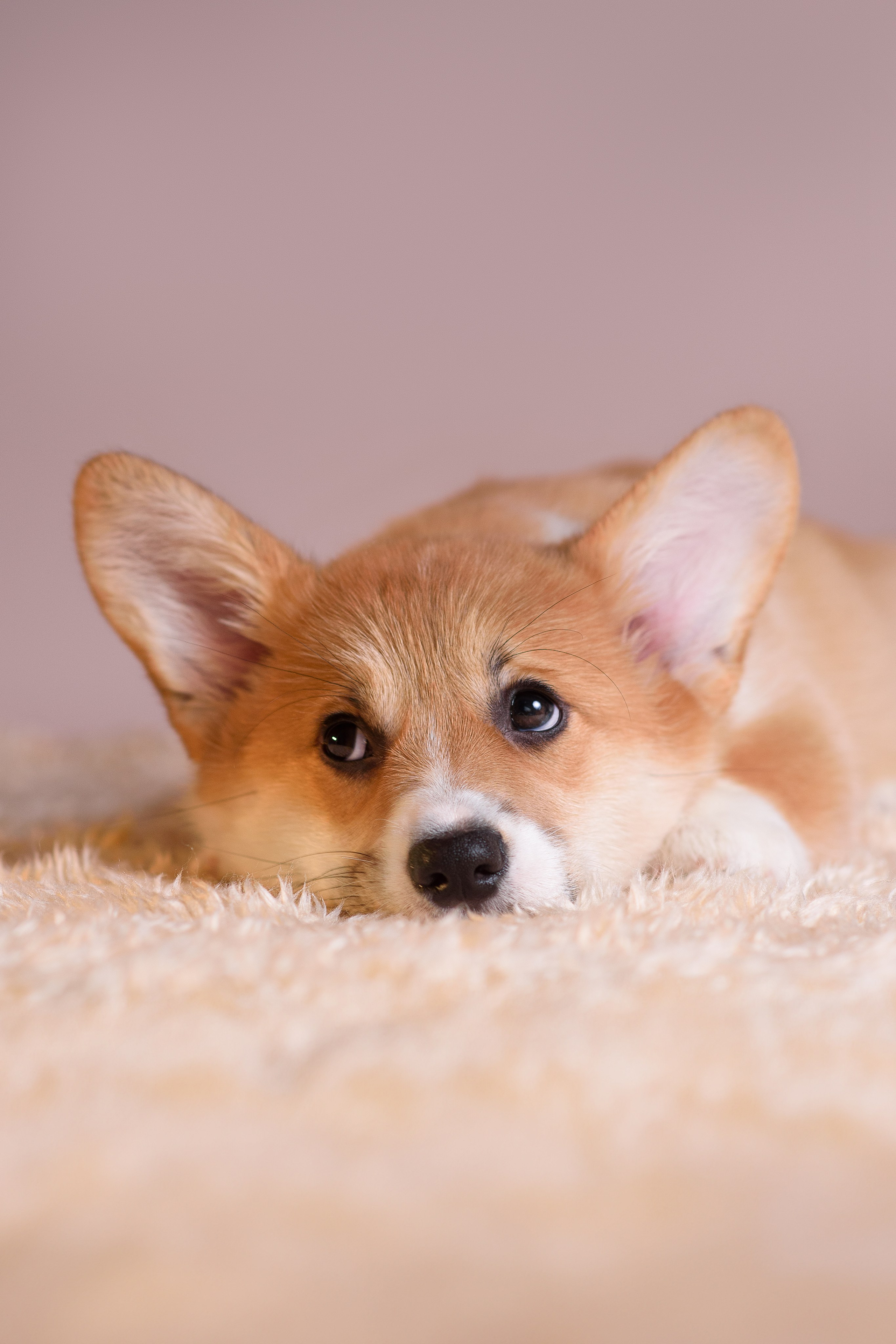 Ликер Синнабон — 11.01.2024. Фотограф — Анималист | Анна Абрамова