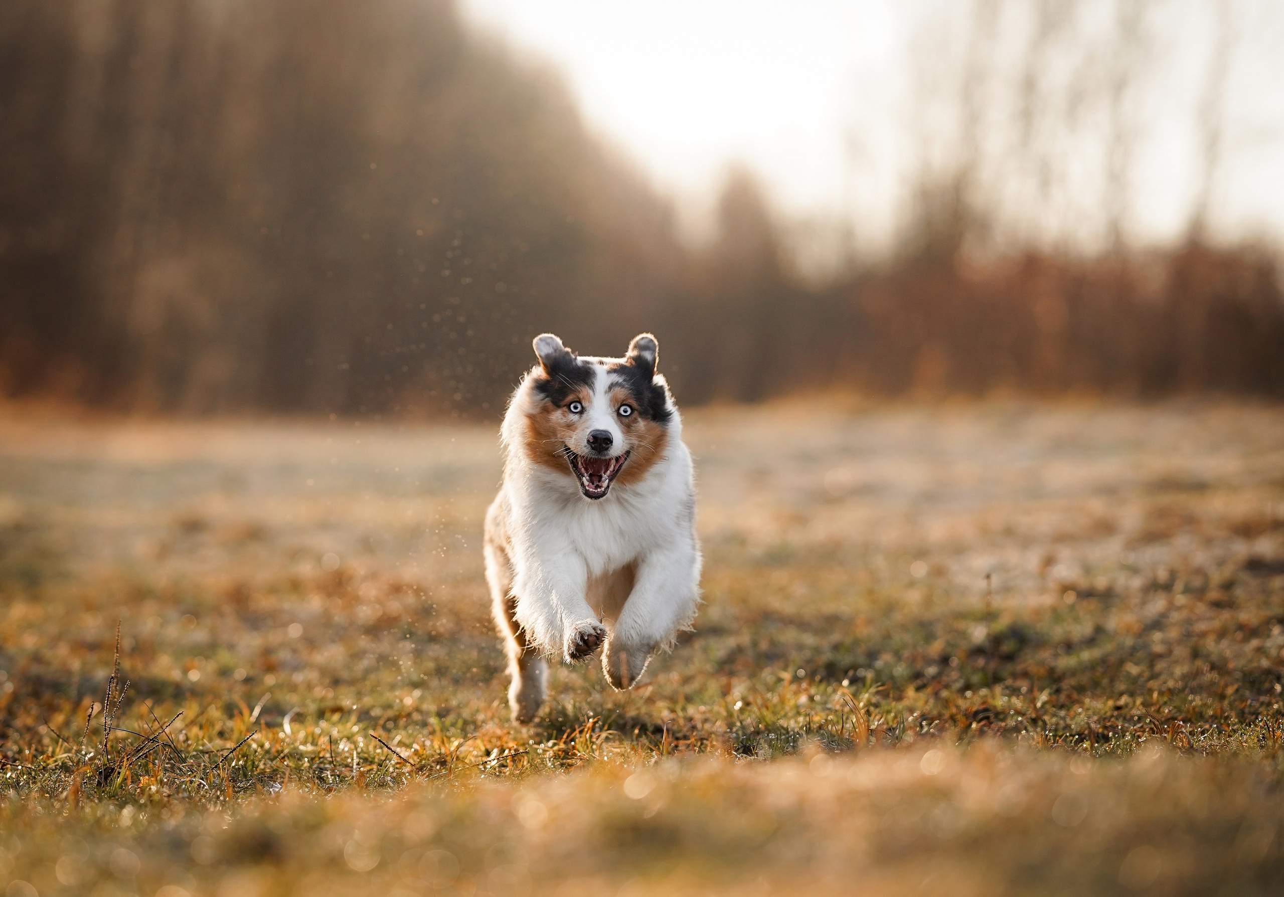 Кристина Рокки и Валькирия. Фотограф-анималист в Санкт-Петербурге Яна Мартынова