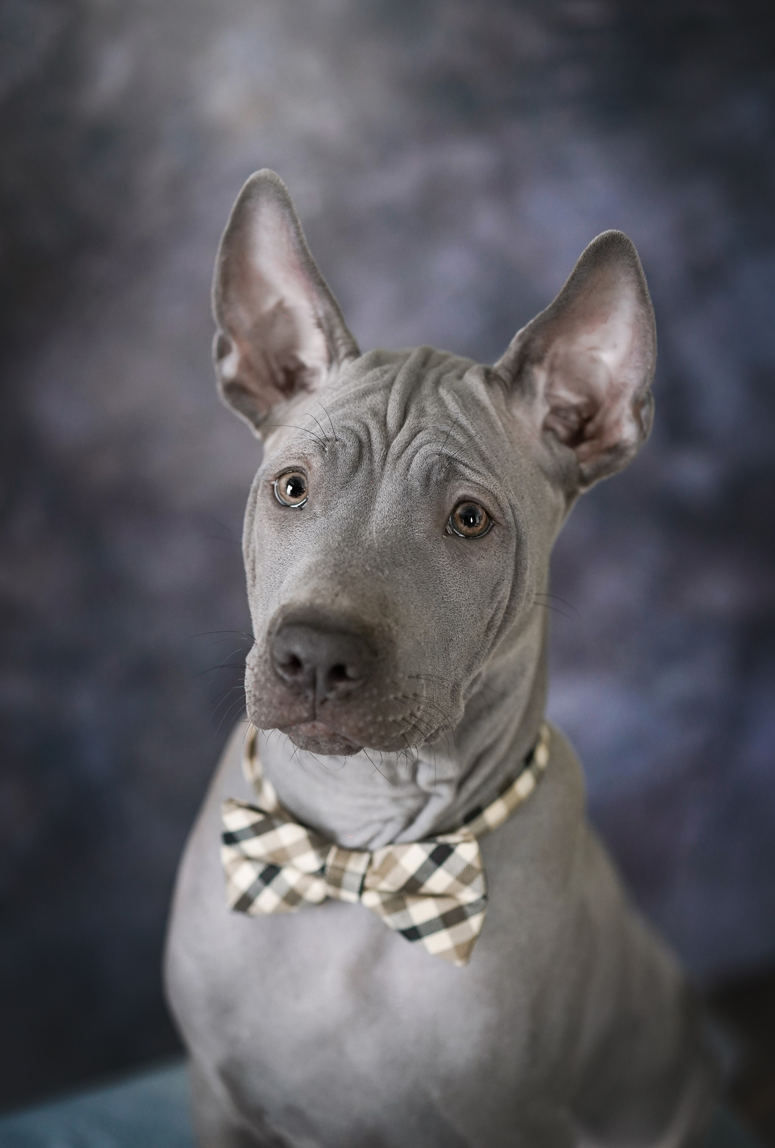 Щенки тайского риджбека. Фотограф-анималист в Санкт-Петербурге Яна Мартынова