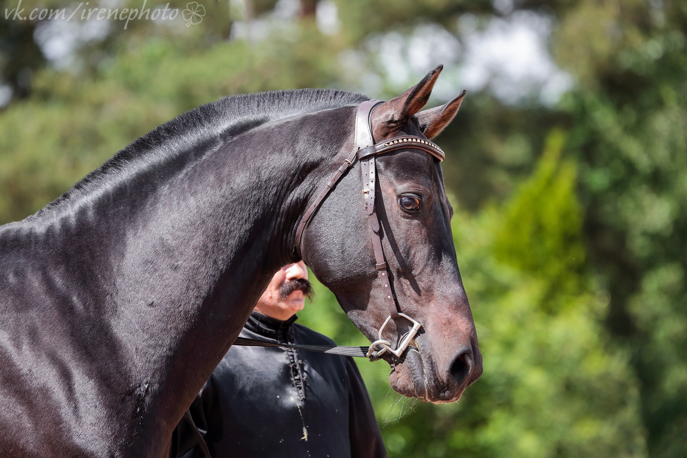 Иппосфера 2024. Irenephoto.ru