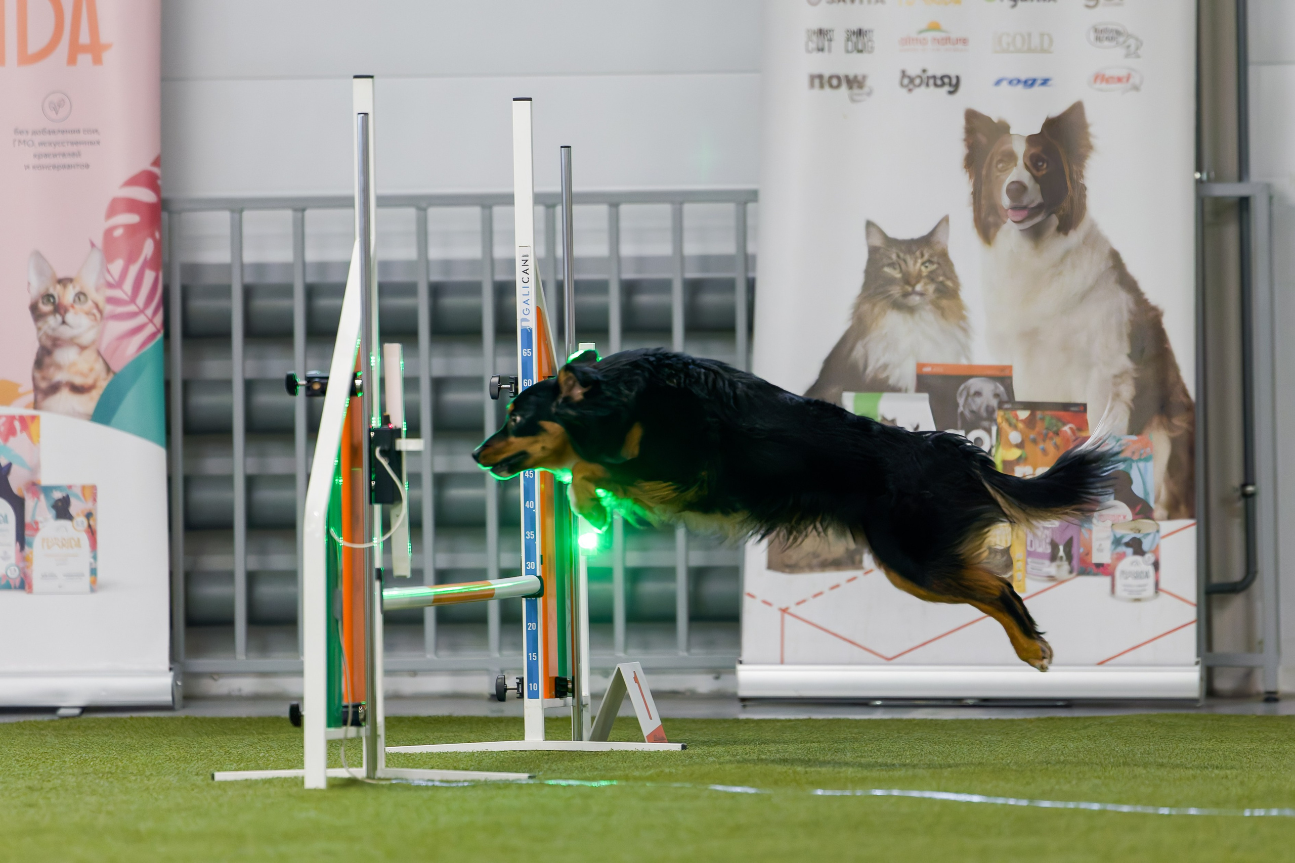 День рождения Пёсбурга — февраль 2025. Irenephoto.ru