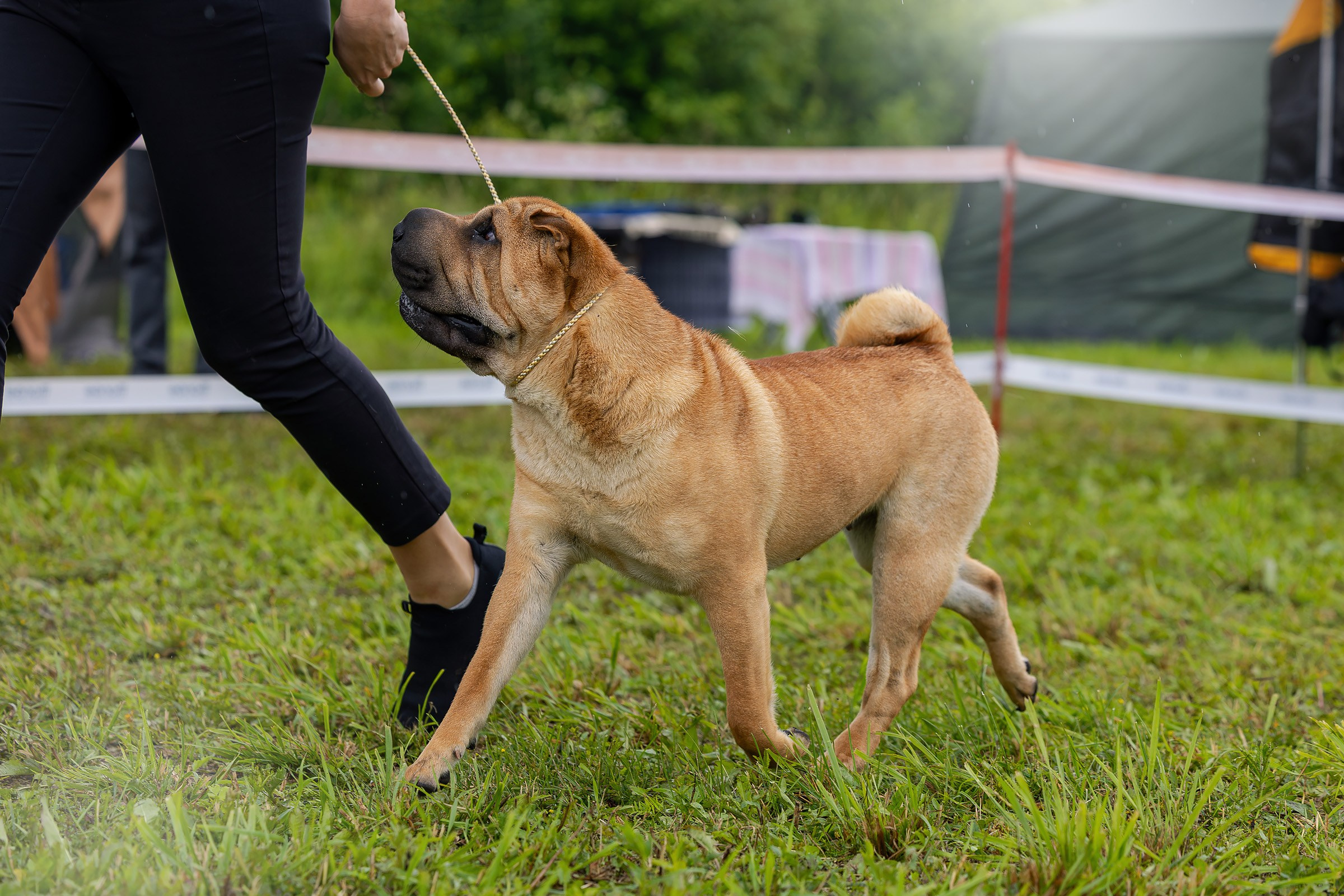 28 июня 2025, Выставка РКФ, г. Кунгур. Htykk_photo