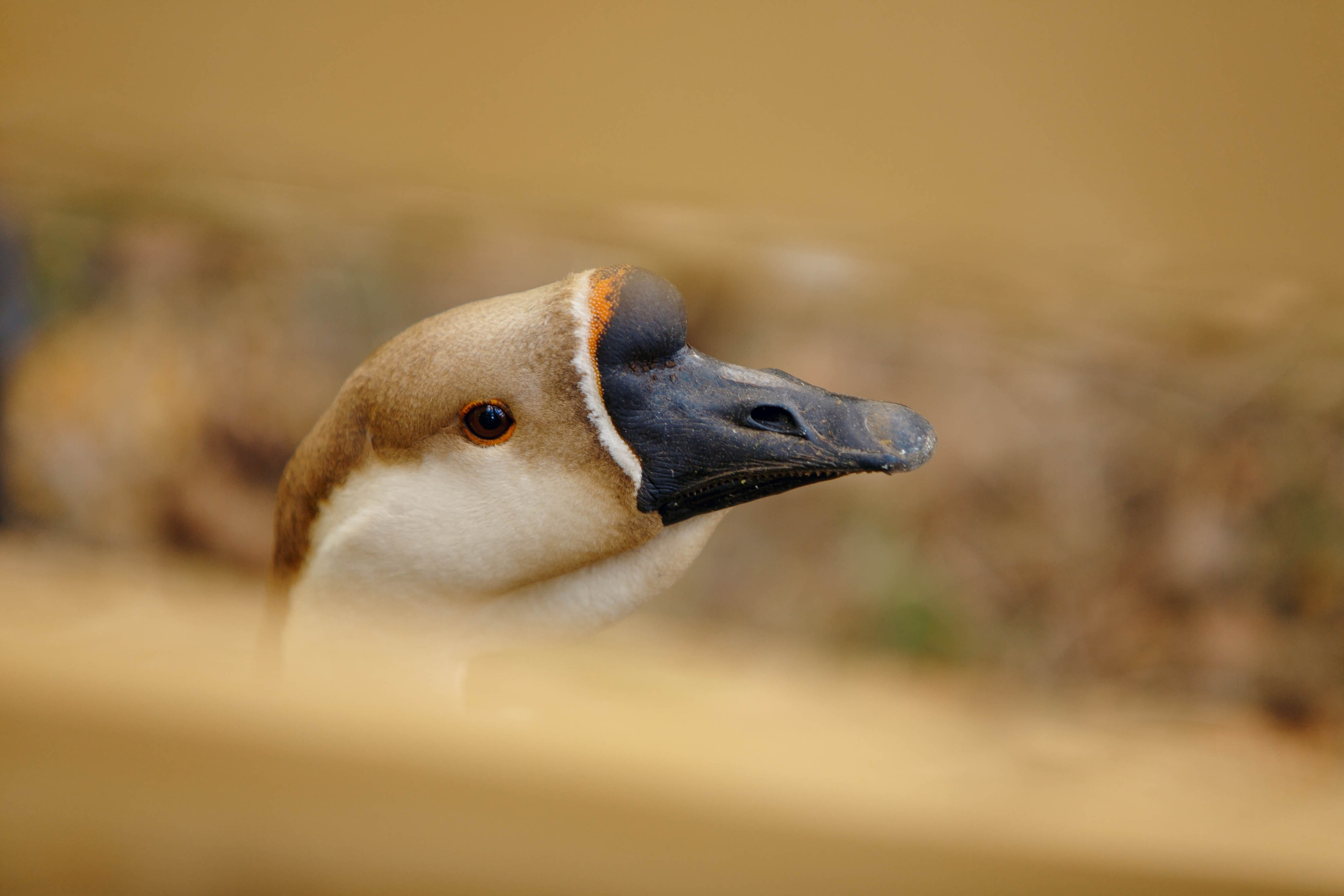 Фестиваль «Пастушьи забавы». Ваш репортажный фотограф Артемий Антонов