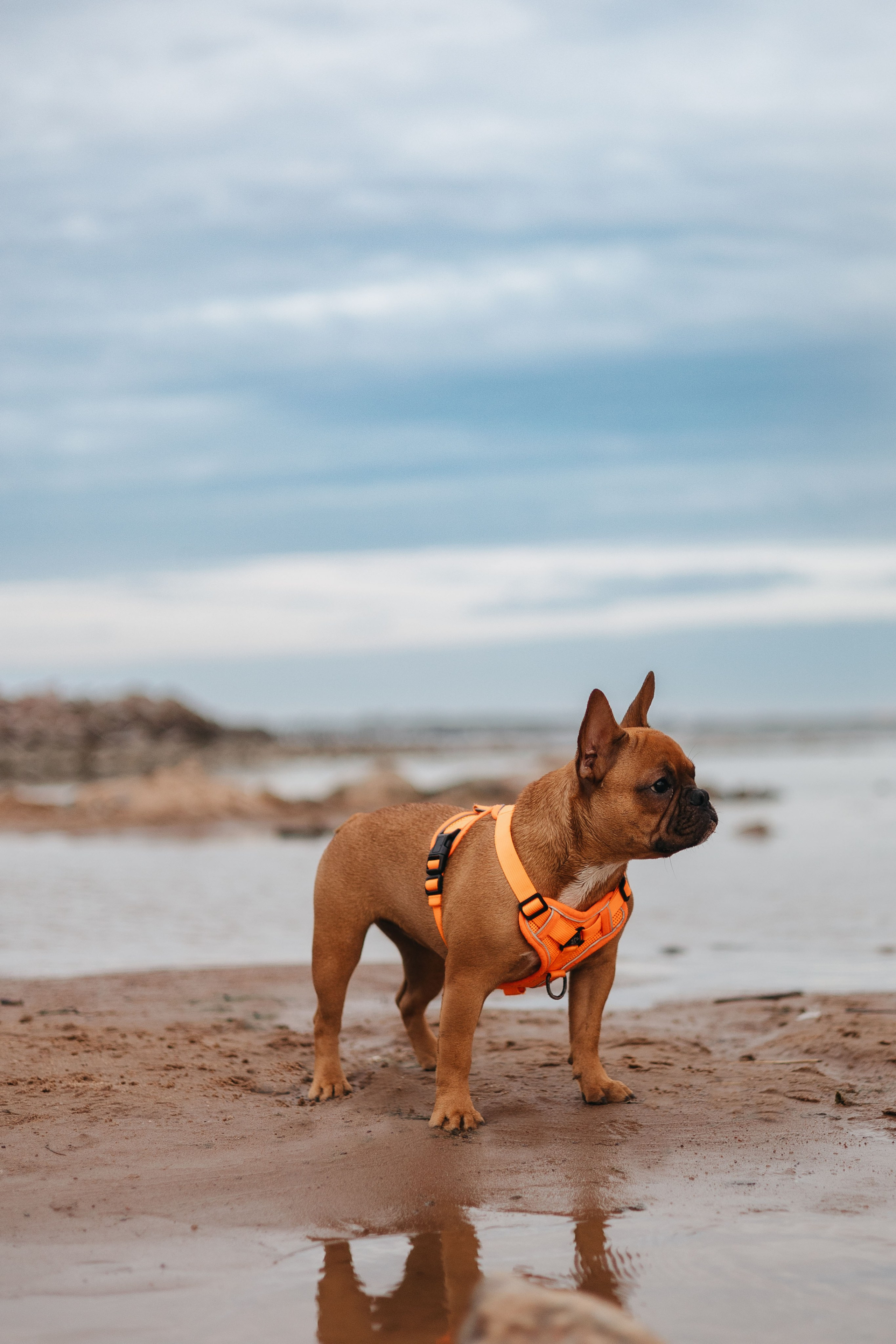 Дарья и Бонита. Фотограф животных Евгения Верцинская