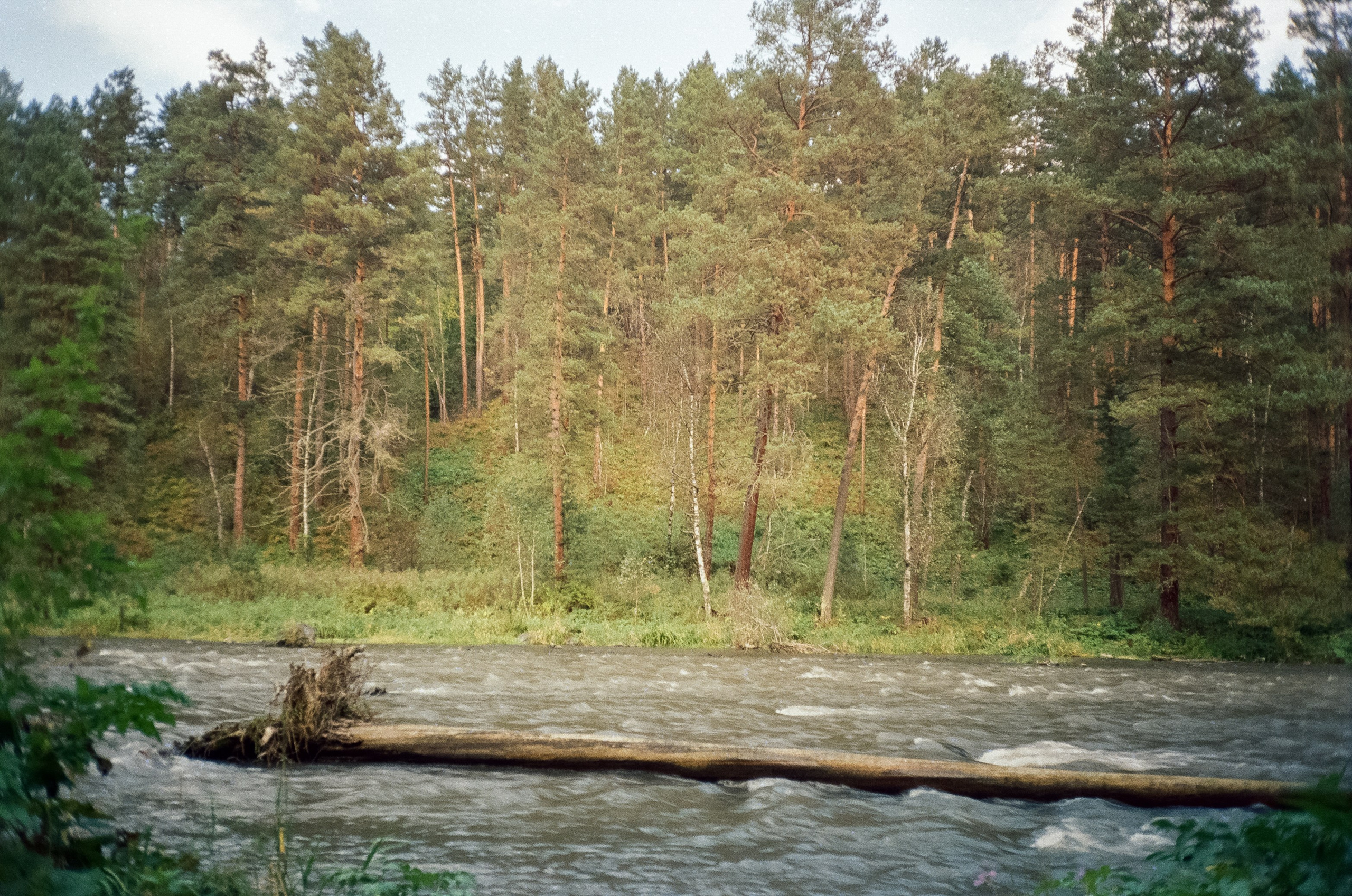 Горно-алтайский ботанический сад