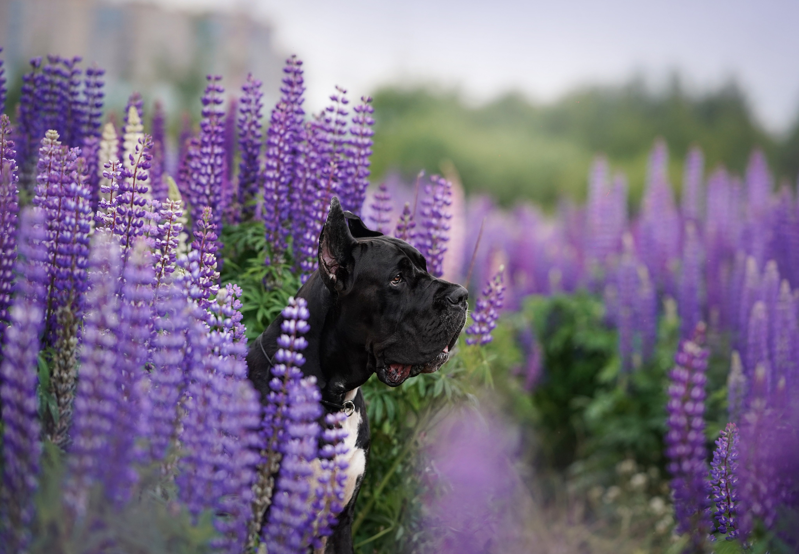 Вика и Трофей люпины. Фотограф-анималист в Санкт-Петербурге Яна Мартынова