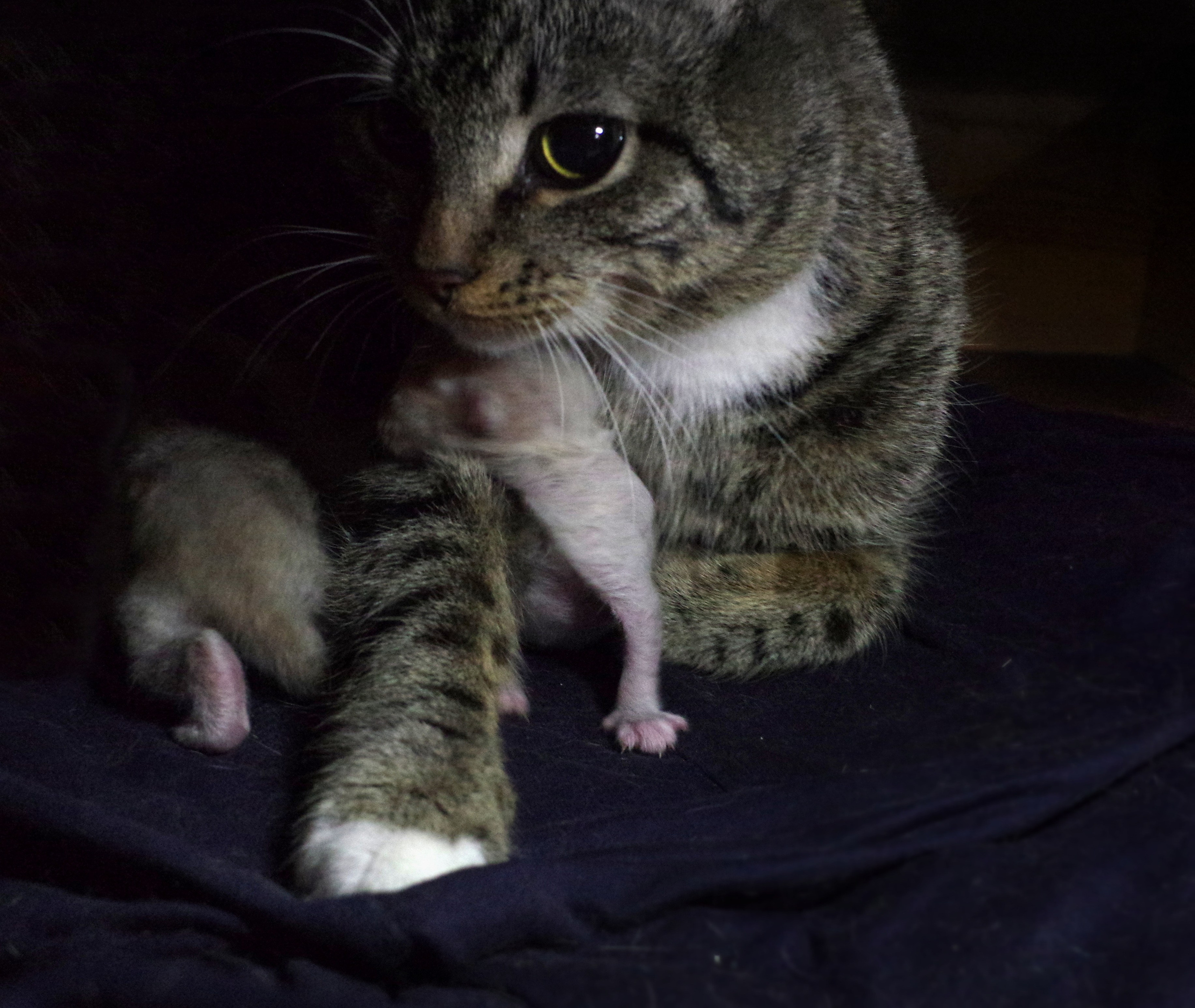 Котятам 1 день. Вадим Шейдин