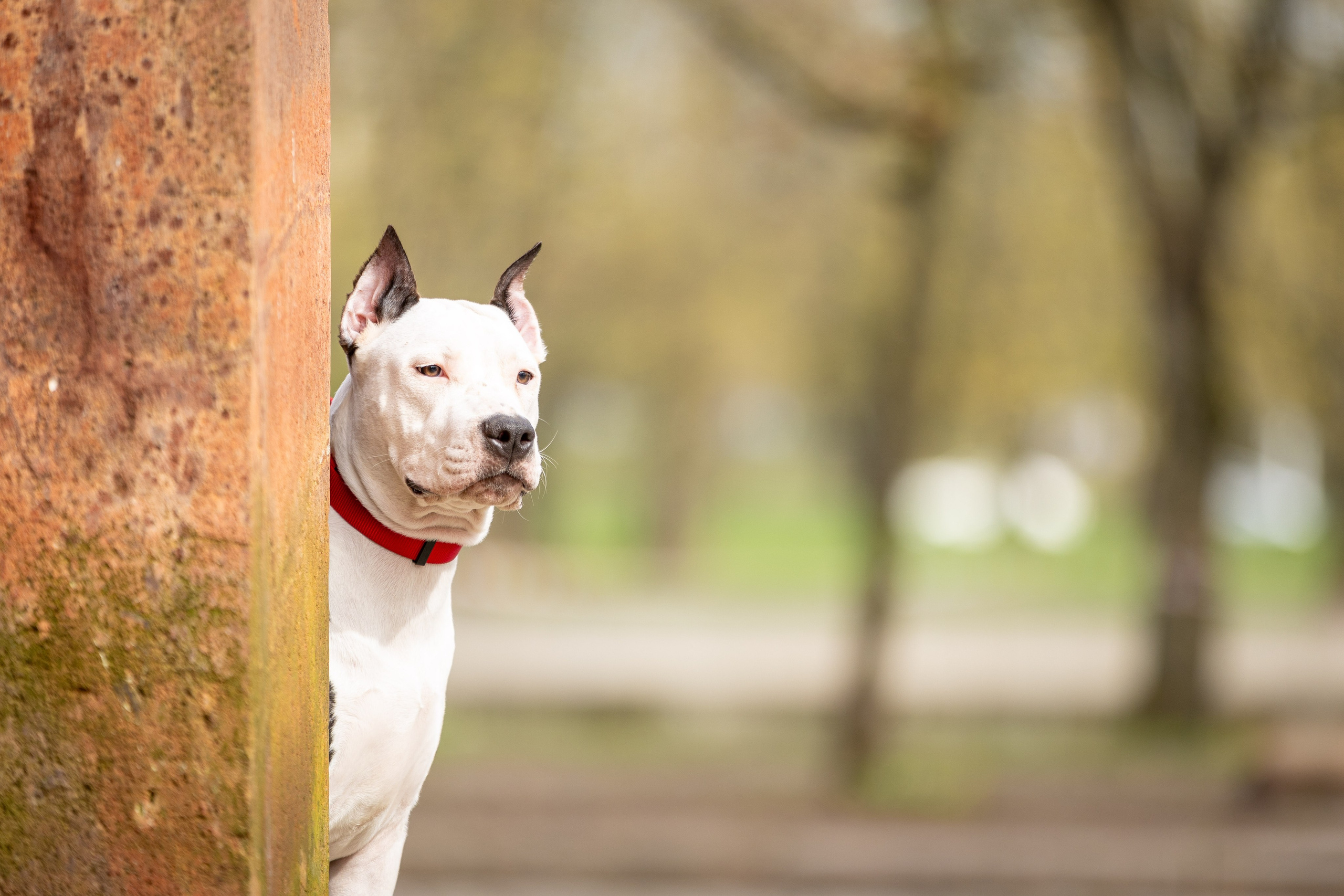 Афина и Мора, Стаффорды. Ирина Голомб|Фотограф-анималист в  Сочи и Калининграде