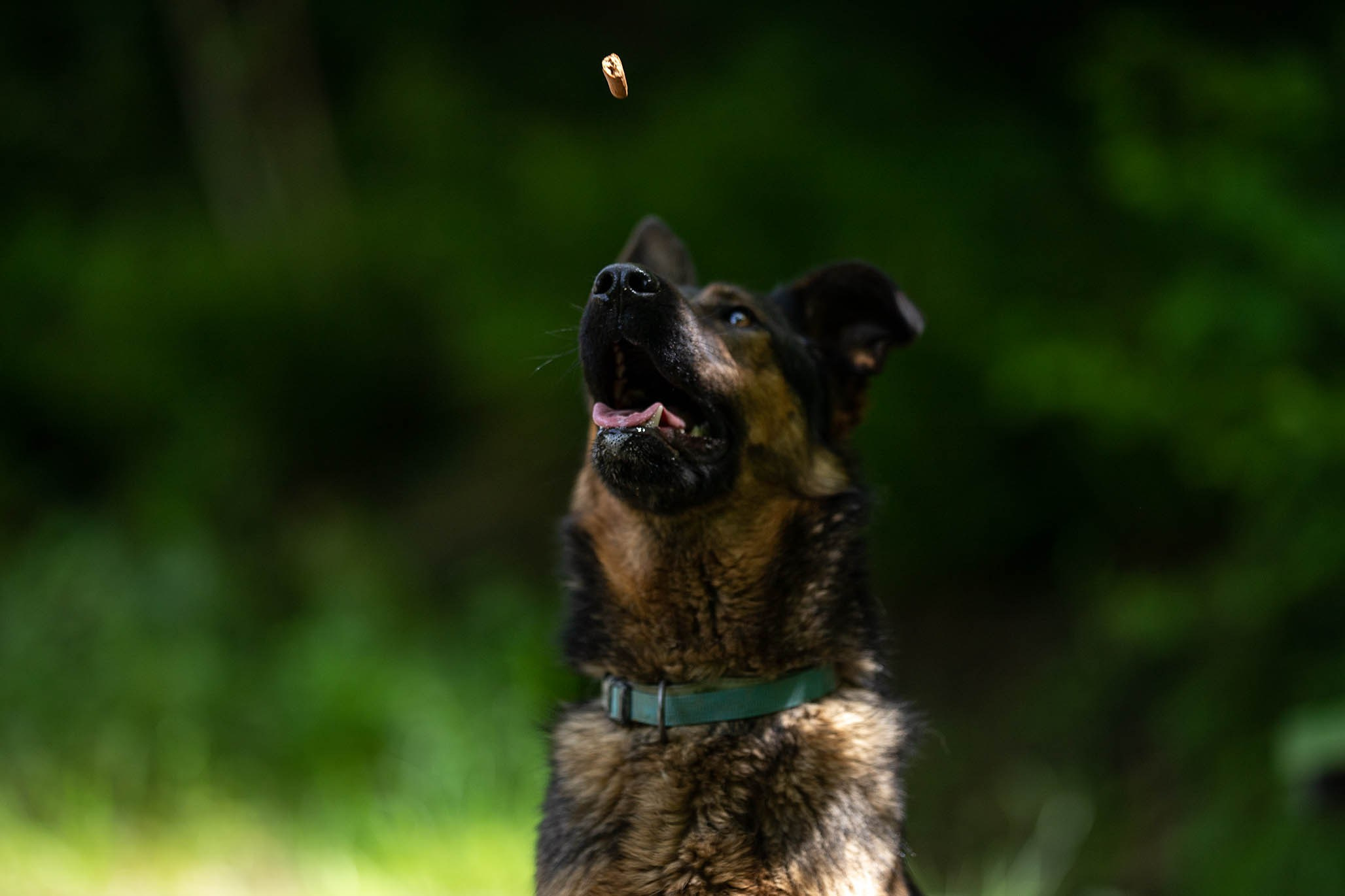 Кай и Герда. Ирина Голомб|Фотограф-анималист в  Сочи и Калининграде