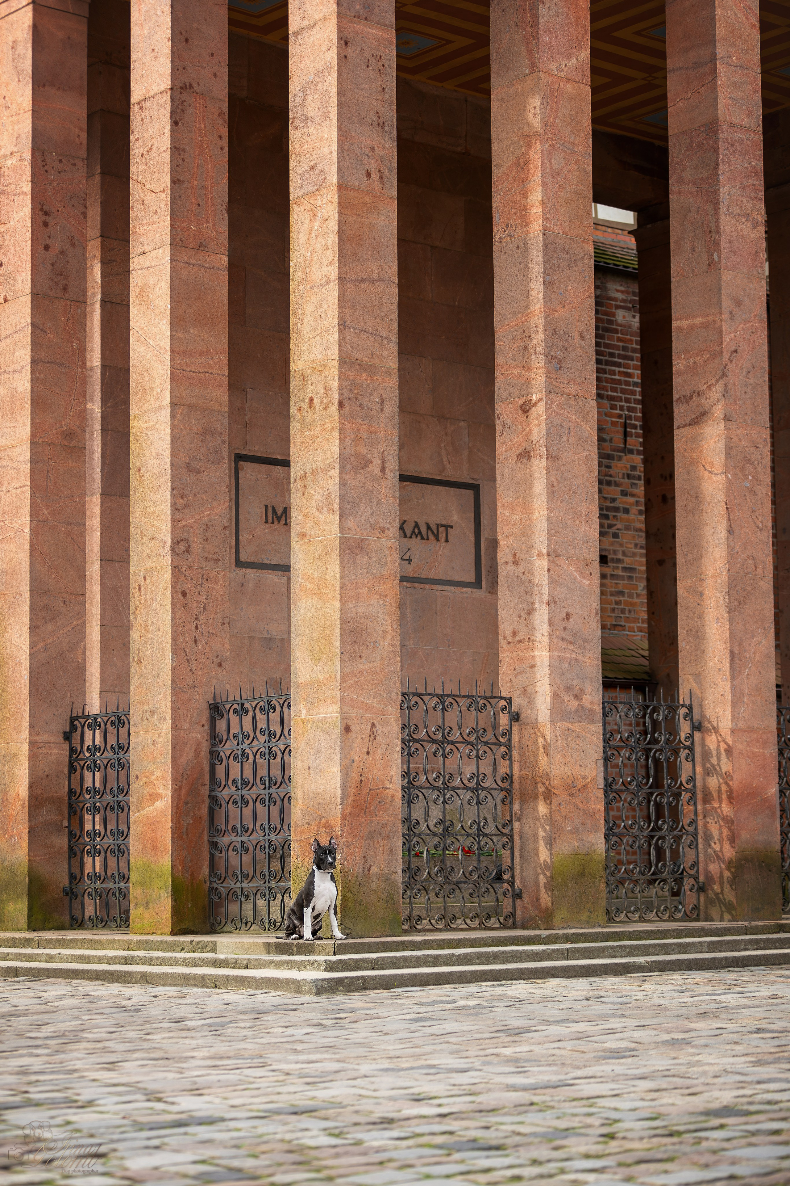 Афина и Мора, Стаффорды. Ирина Голомб|Фотограф-анималист в  Сочи и Калининграде