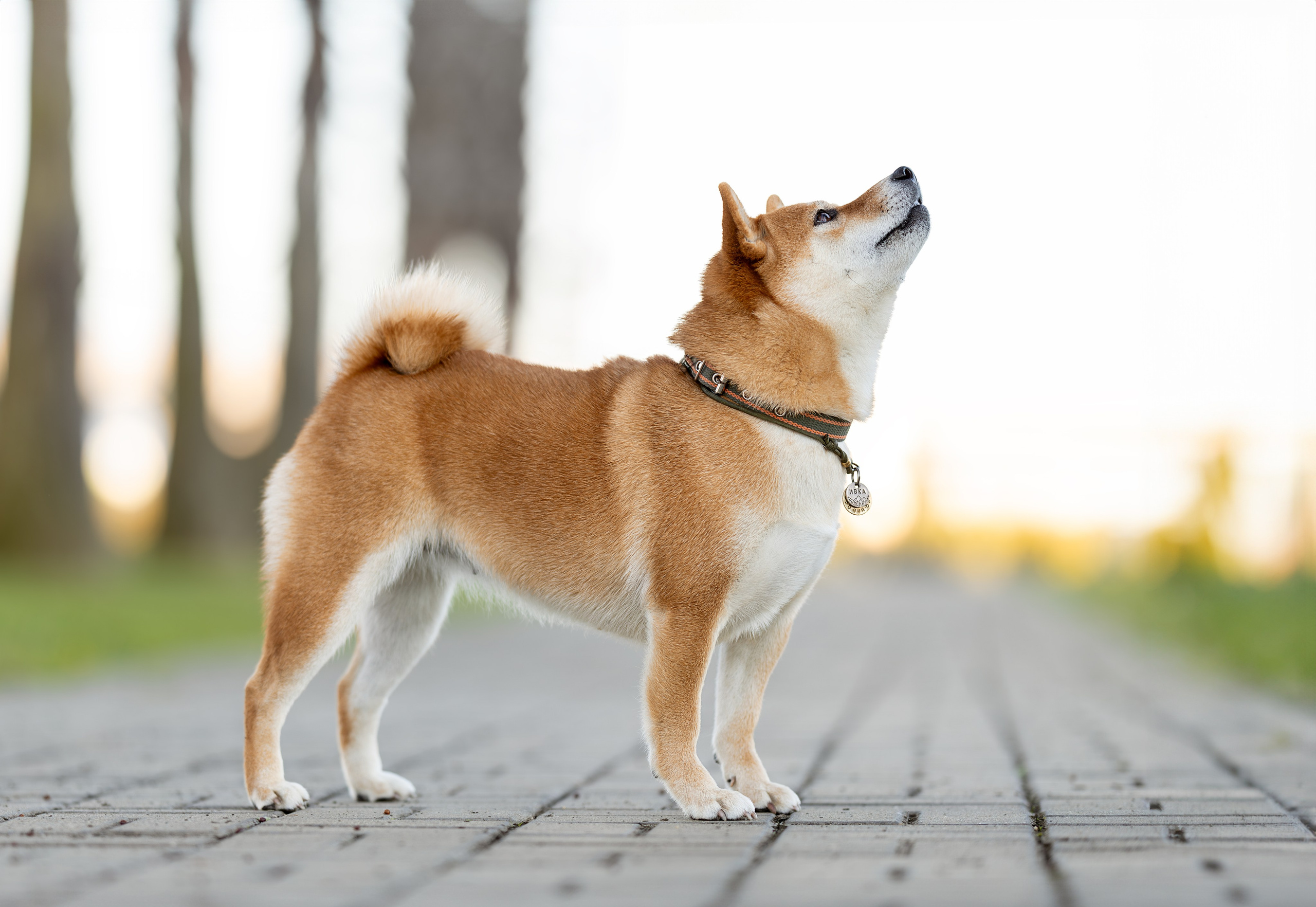 Иви, Сиба-Ину. Ирина Голомб|Фотограф-анималист в  Сочи и Калининграде