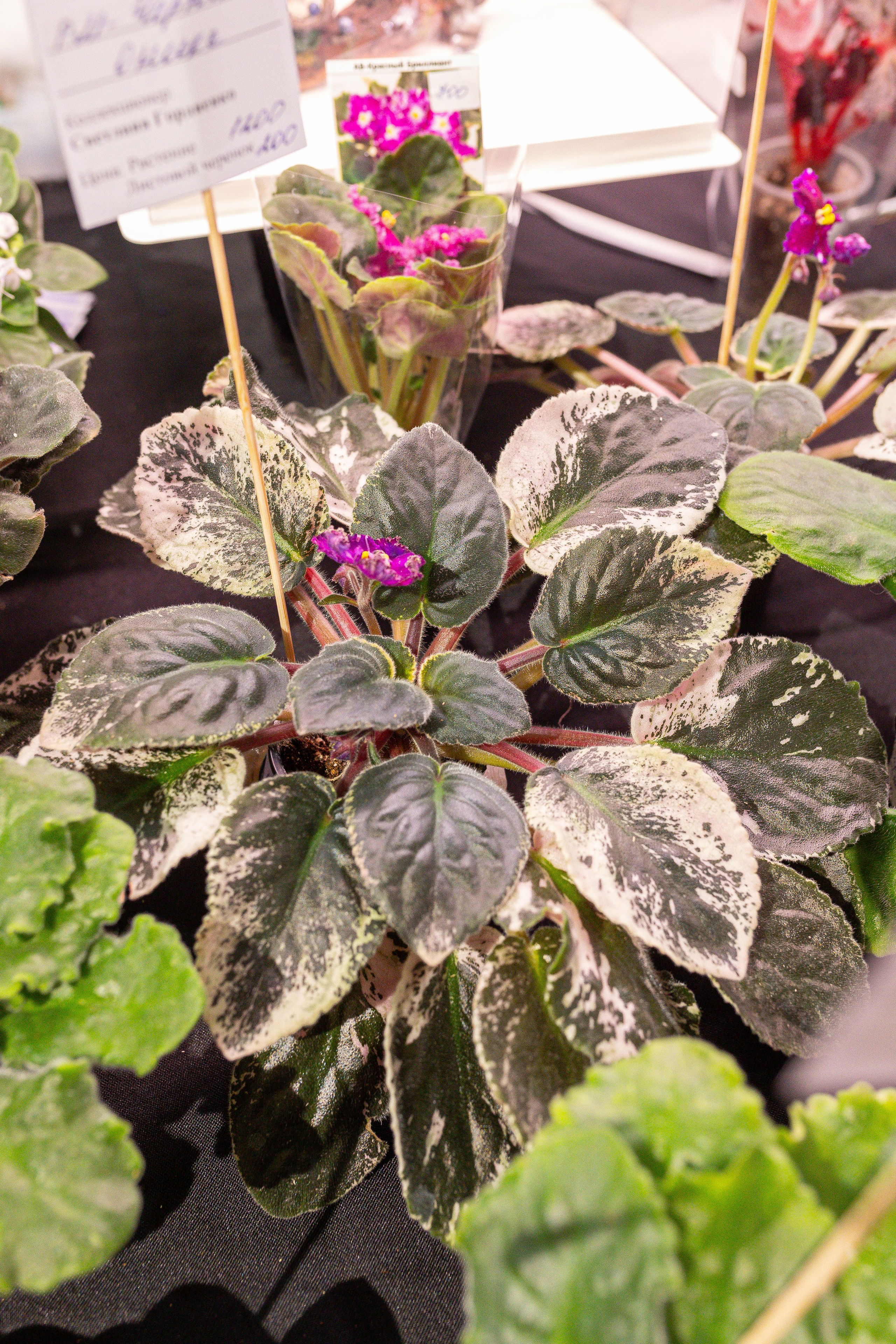 Ярмарка Green Rare 20.09.25. Александра Куликова фотограф, Москва