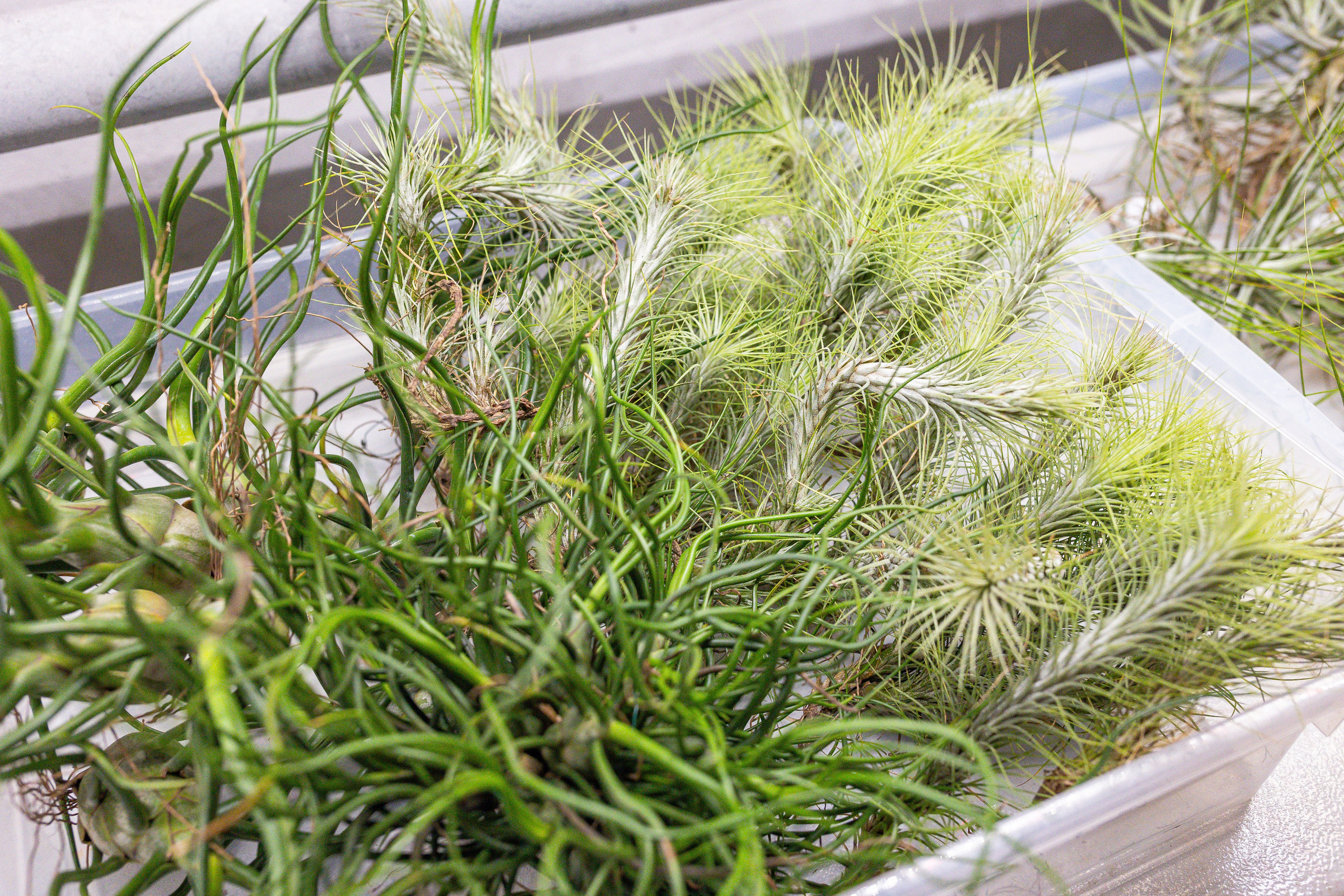 Ярмарка Green Rare 20.09.25. Александра Куликова фотограф, Москва