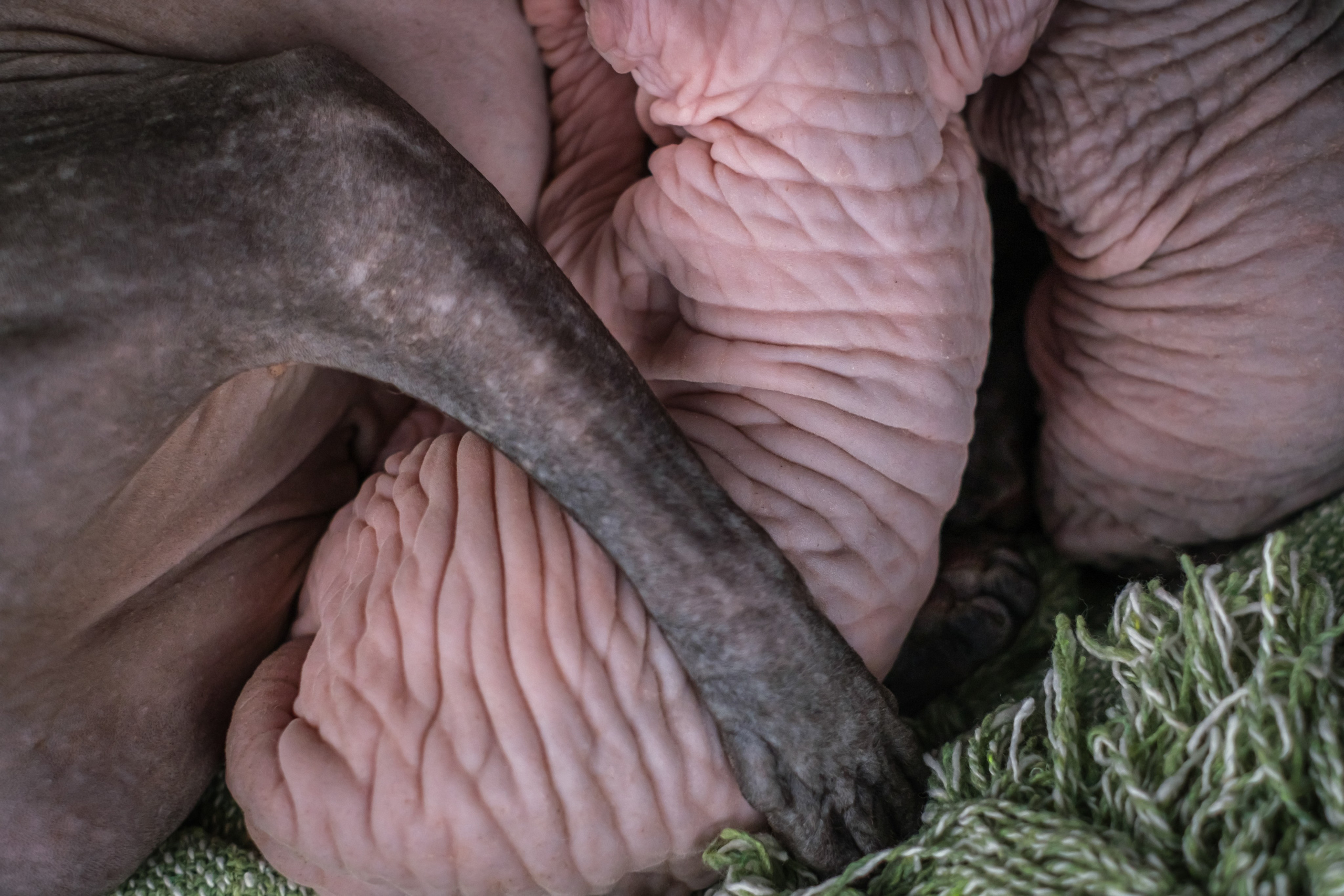 Котята для Данила и Ланы. Зоофотограф, фотограф животных в Москве и области Дина Дамоцева