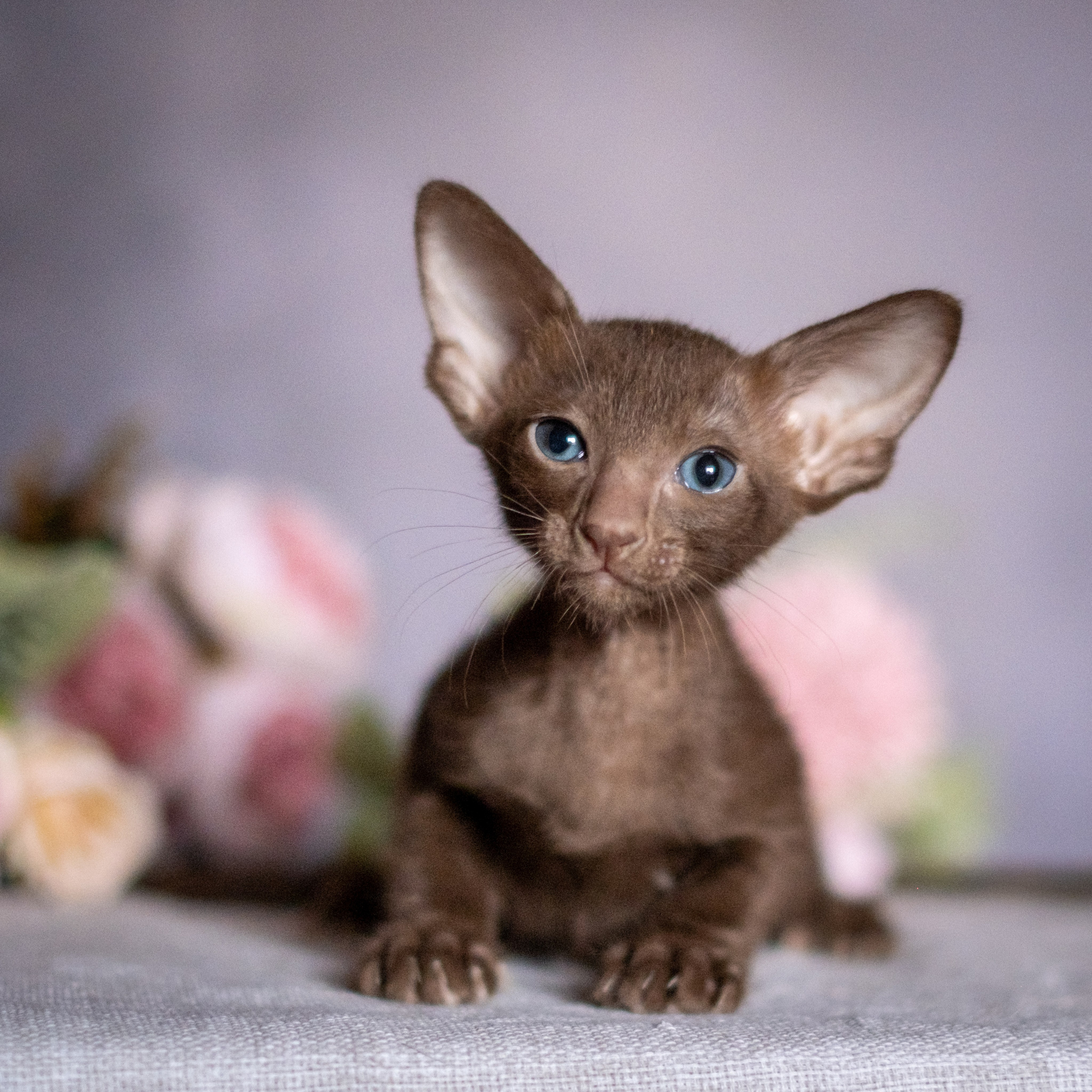 Веселая компания для Аллы) французы флаффи, пудели, ориенталы. Зоофотограф, фотограф животных в Москве и области Дина Дамоцева