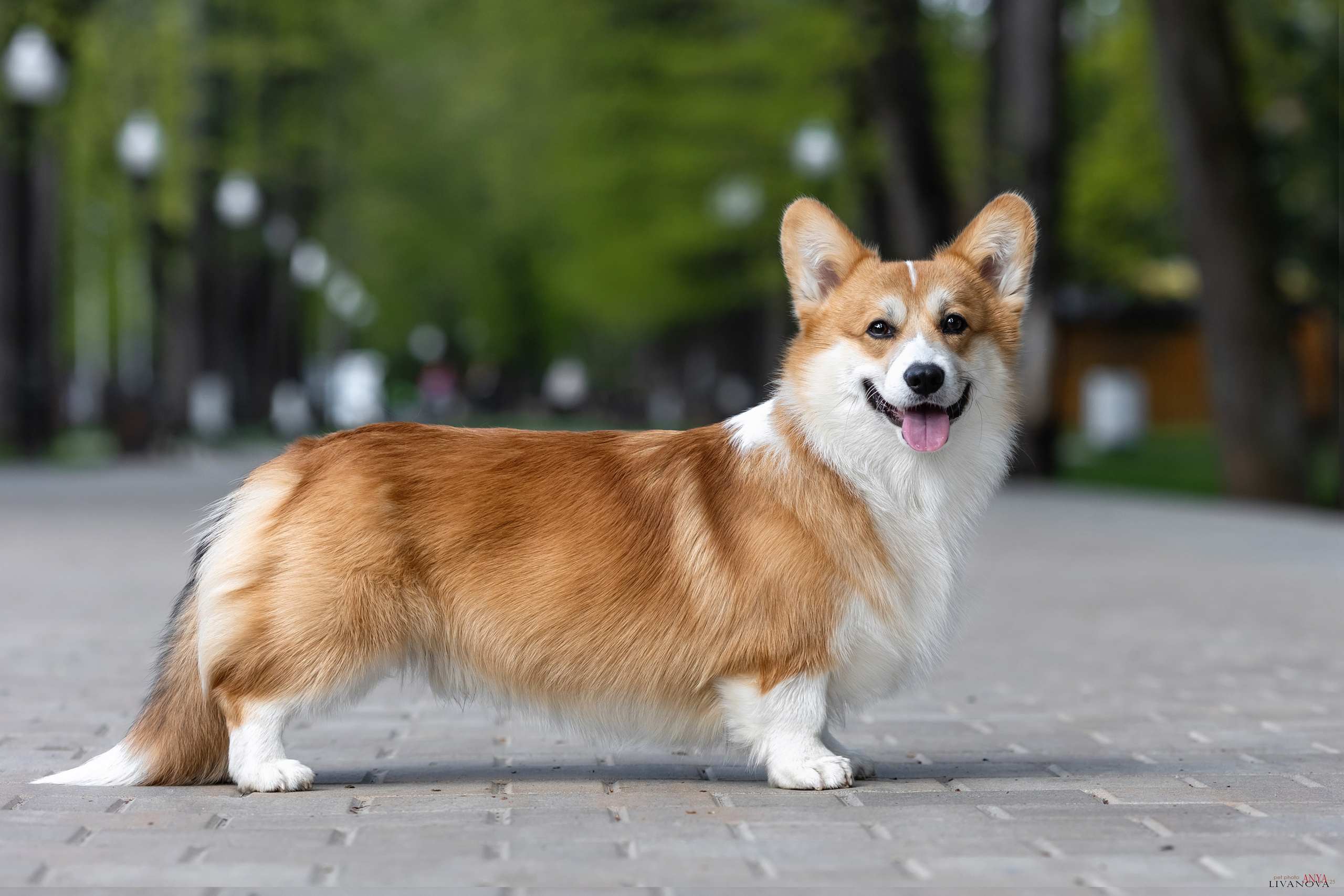 Коржи. Фотограф анималист Аня Ливанова | Рыбинск