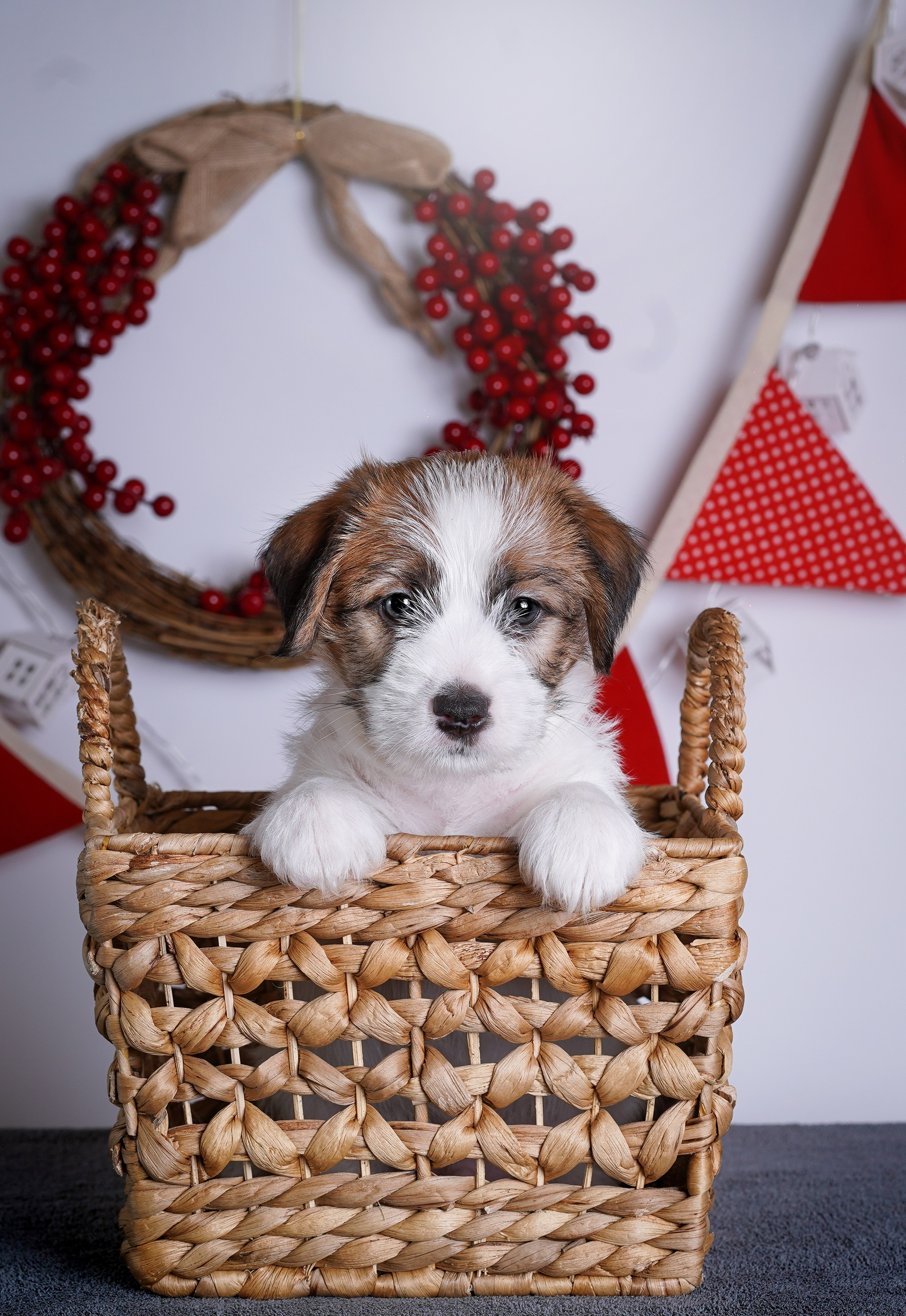 Щенки джек-рассела. Фотограф-анималист в Санкт-Петербурге Яна Мартынова