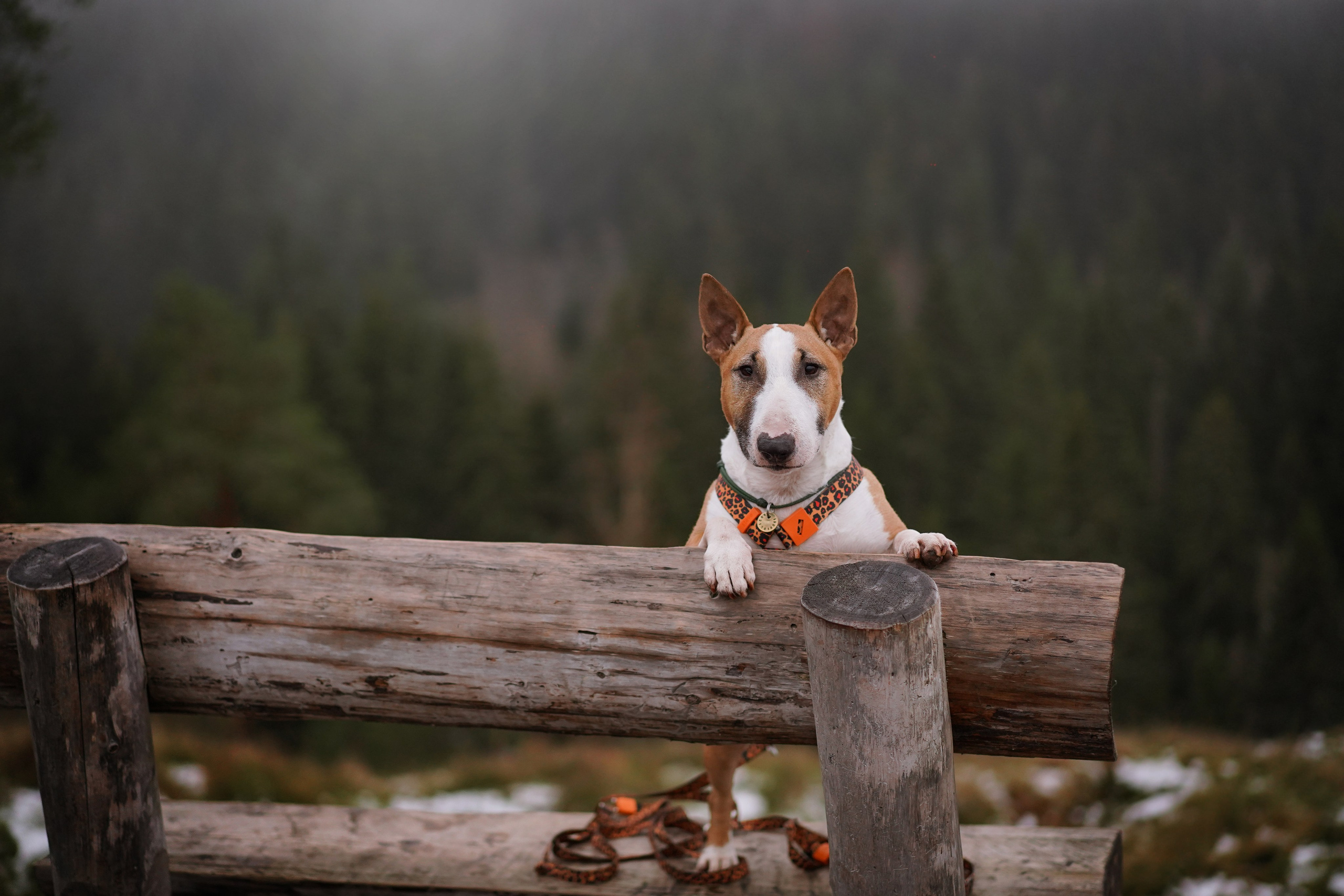Юни на горе Паасо. Фотограф-анималист в Санкт-Петербурге Яна Мартынова