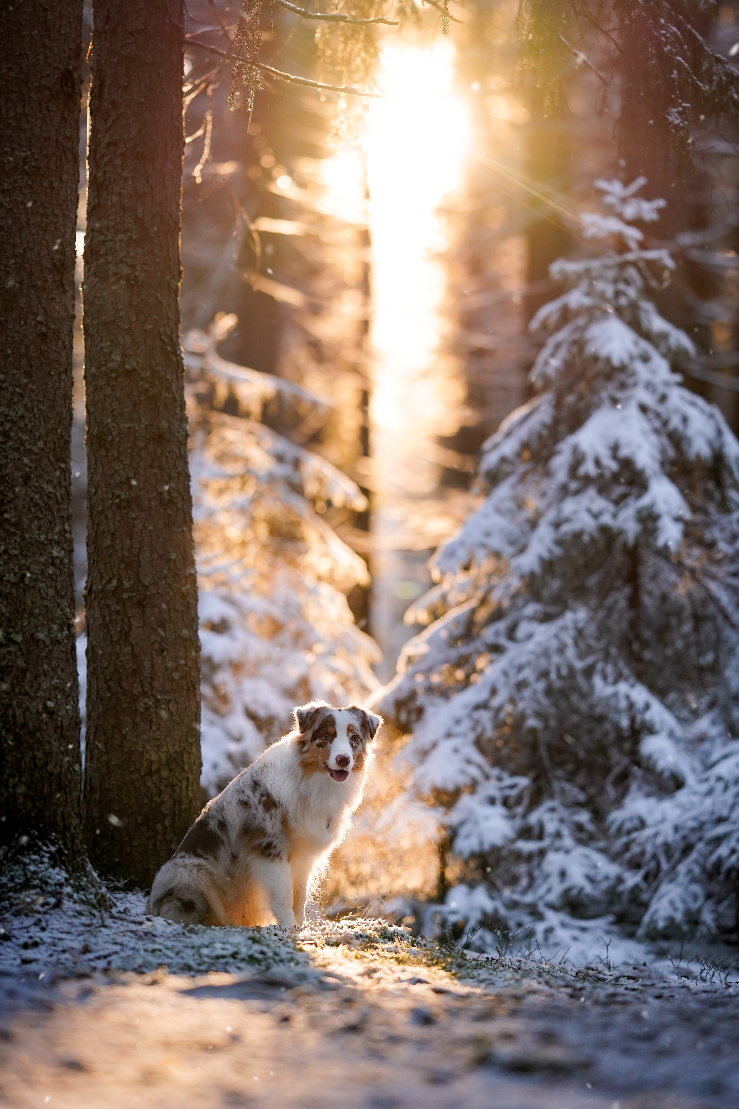 Панда зимний лес. Фотограф-анималист в Санкт-Петербурге Яна Мартынова