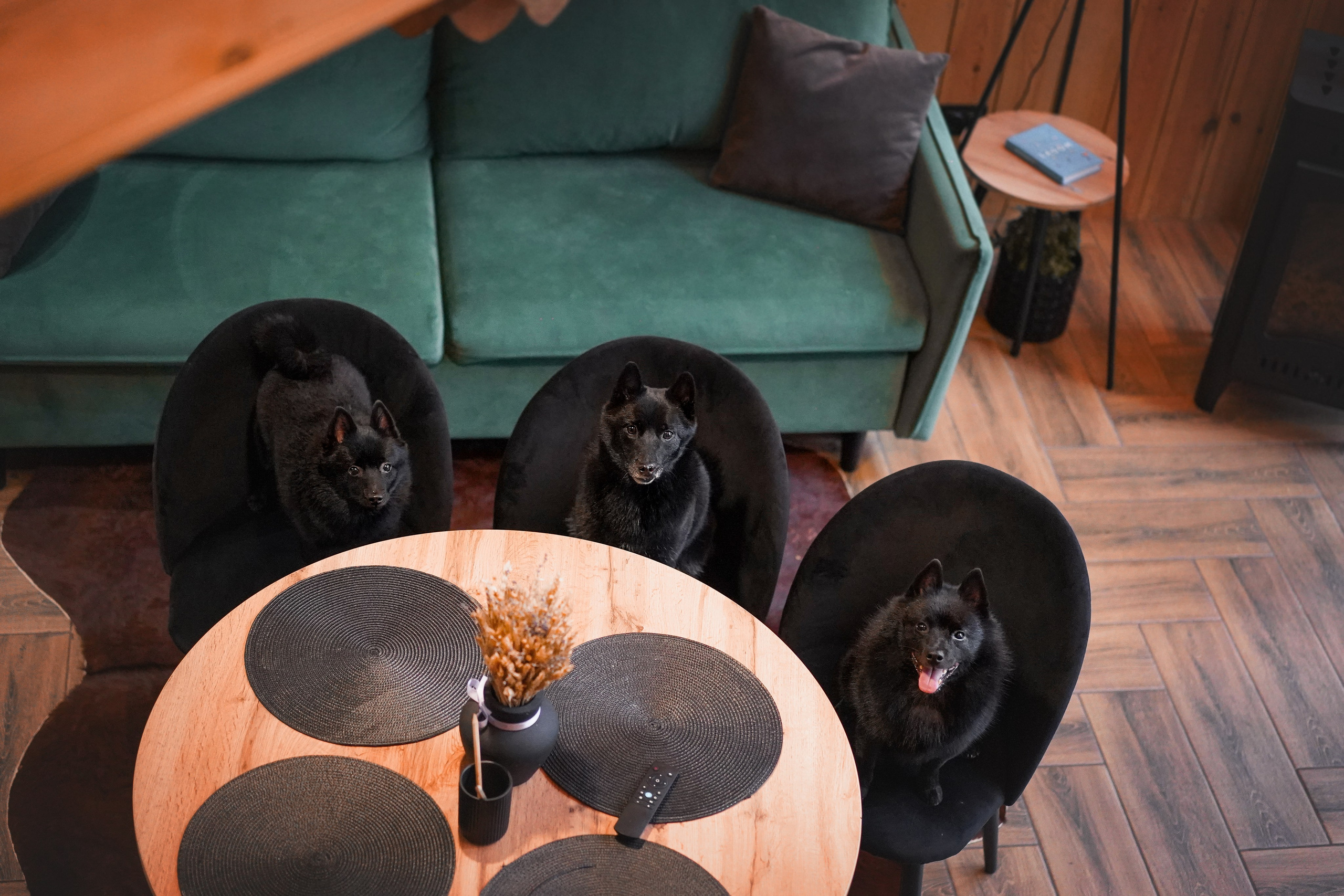 Аня Мишель Арчи и Майкл. Фотограф-анималист в Санкт-Петербурге Яна Мартынова