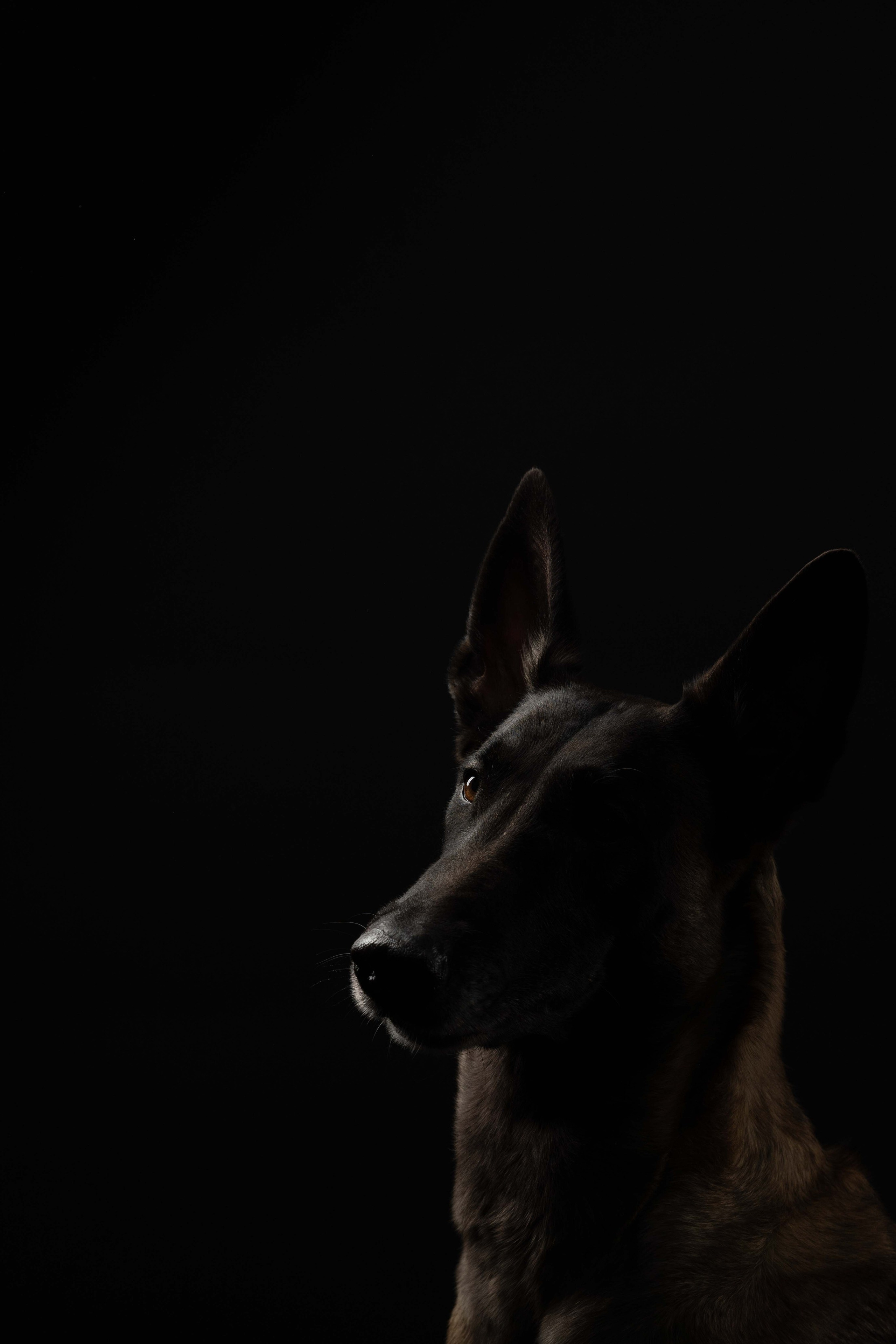 Бри, Панда, Эста и Жара. Фотограф анималист Осипчикова Мария