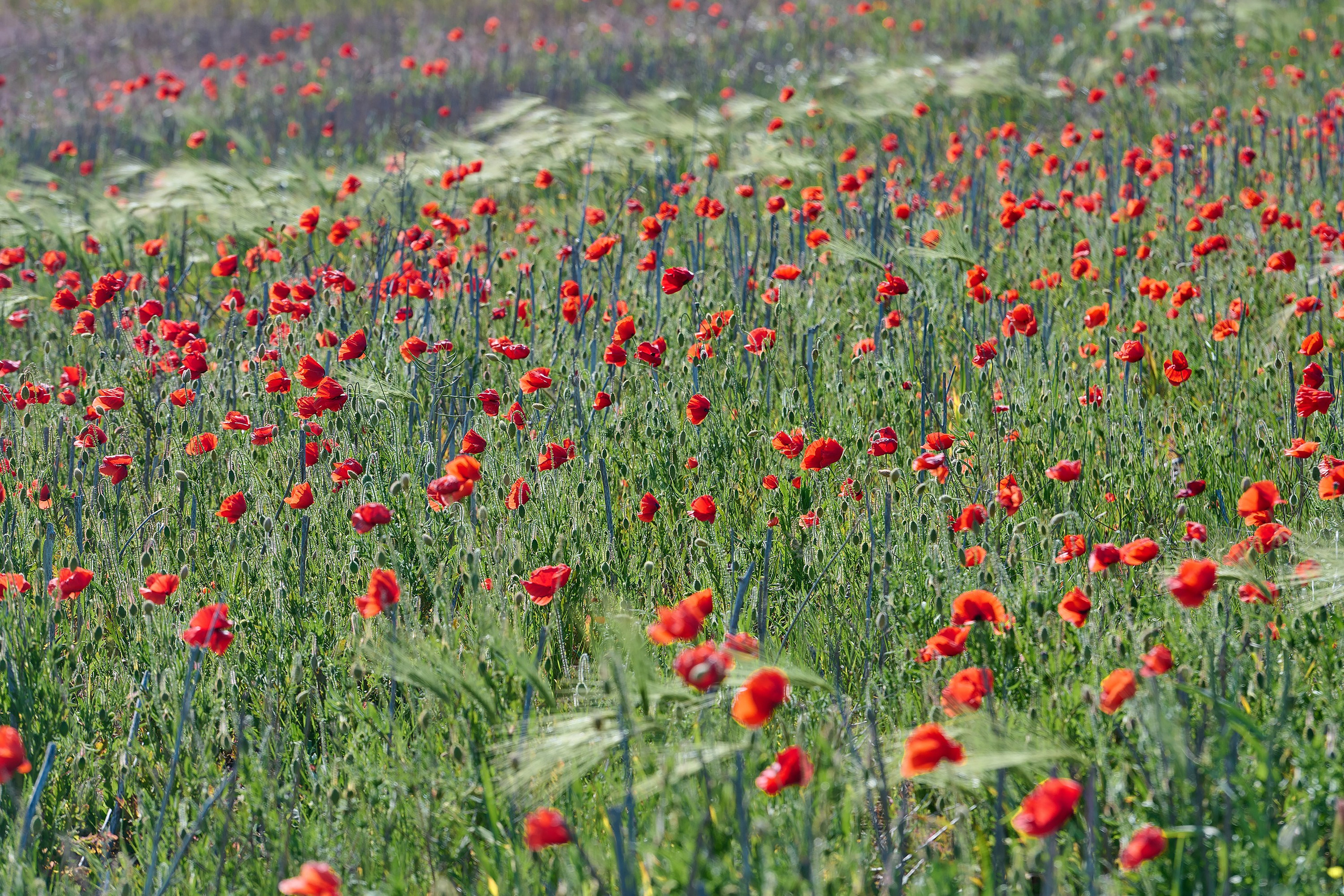 станица Благовещенская, Краснодарский край, красные маки