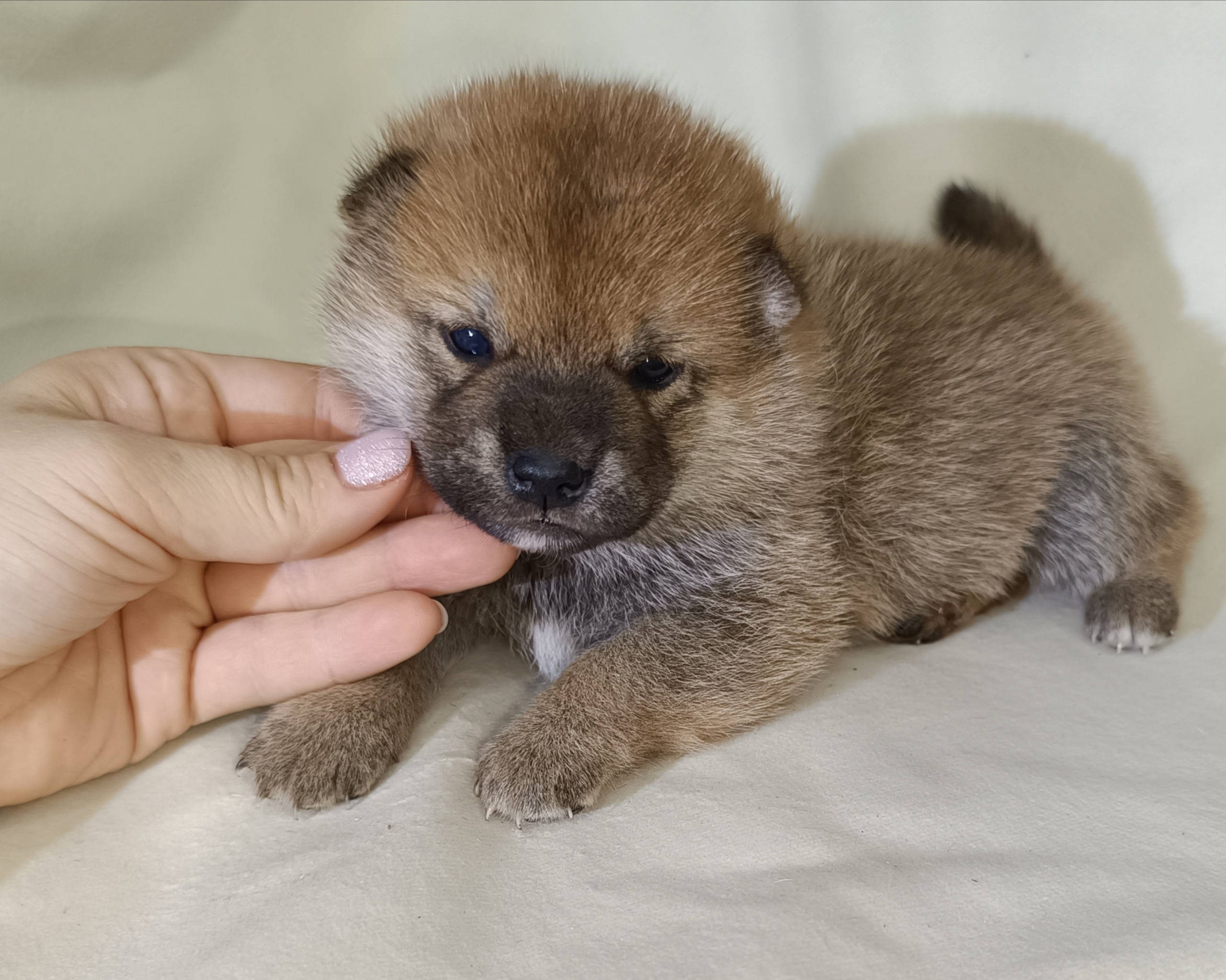 сиба питомник Рубилайт щенки на продажу rubylight  сиба щенки купить СПб Санкт-Петербург 