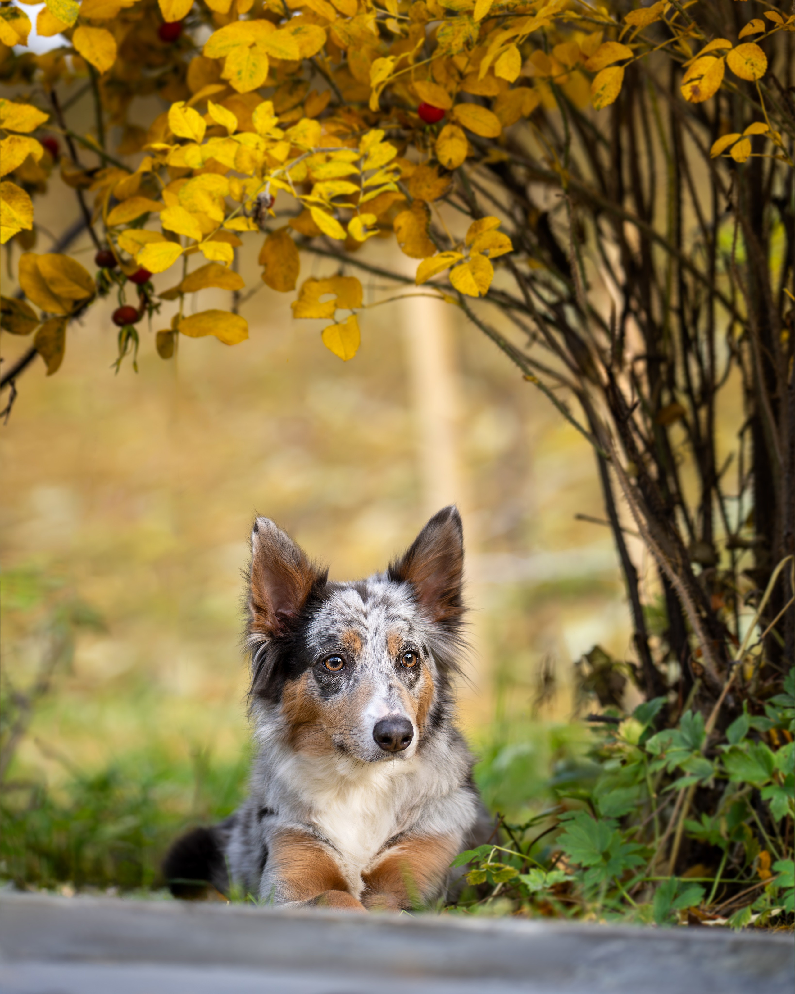 Бордер колли Флора. Главная