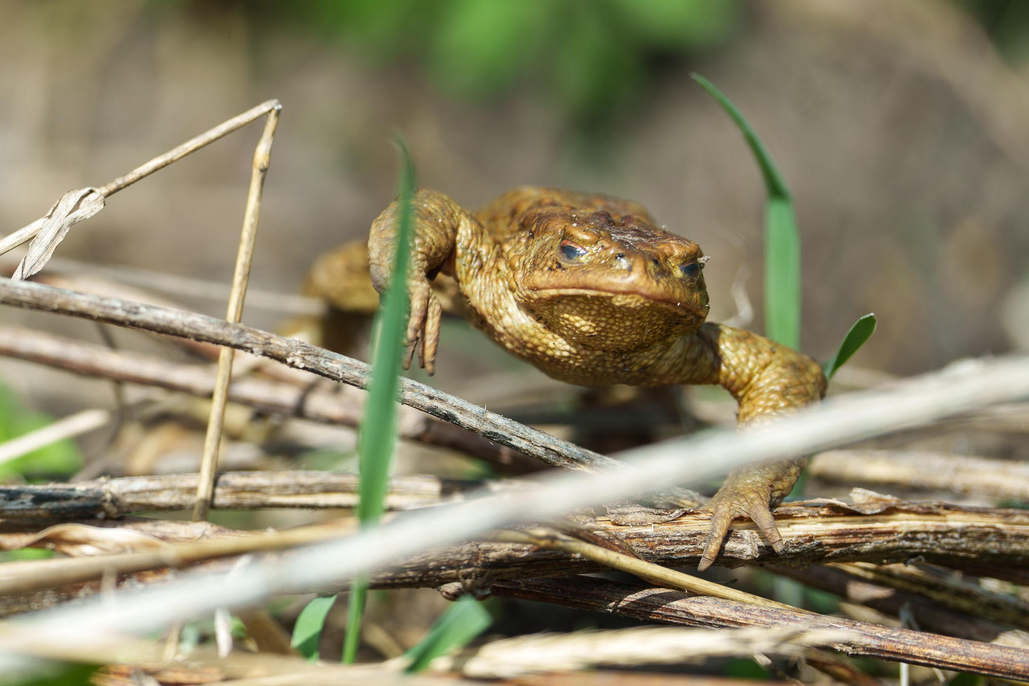Животные. Ваш личный фотограф Марина Волкова