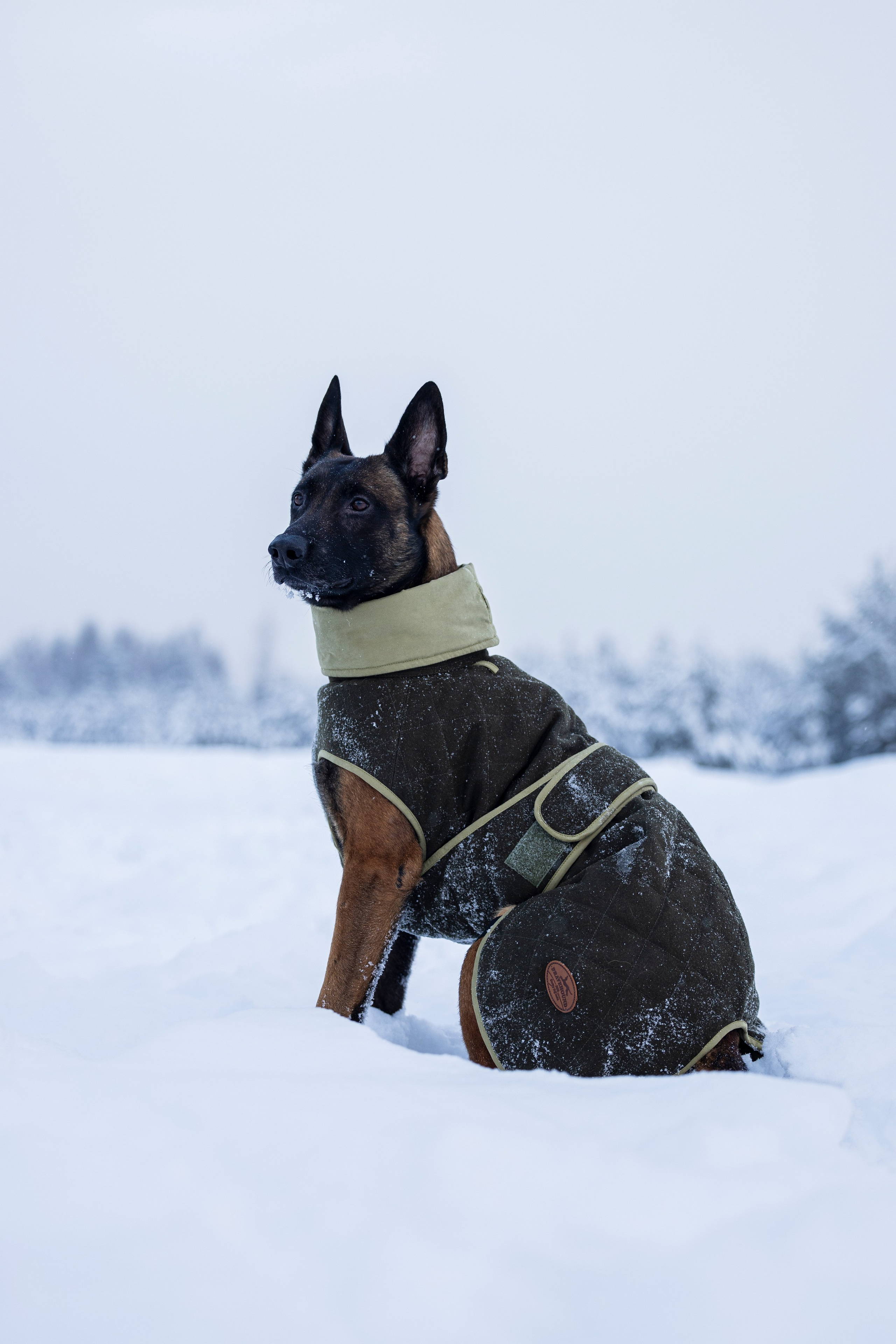 Брейвхунд. Фотограф-анималист Анна Маринич