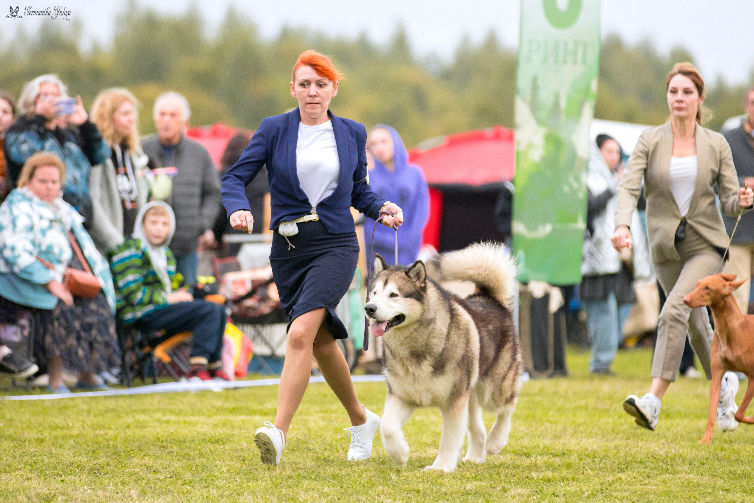 Переславль 9-10.09.2023. Фотограф-анималист Юлия Германика