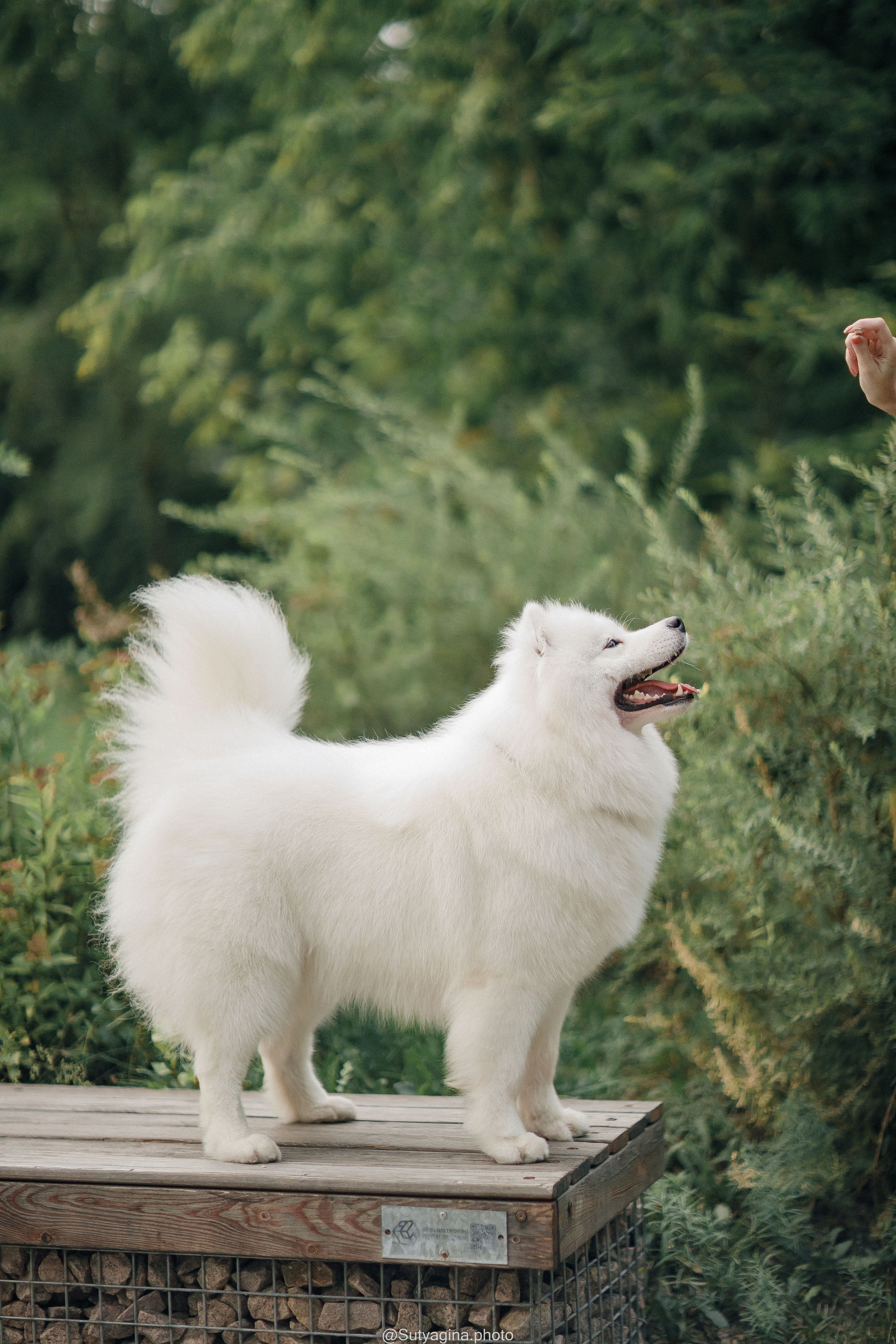 Самоед Рея. Свадебный и женский фотограф