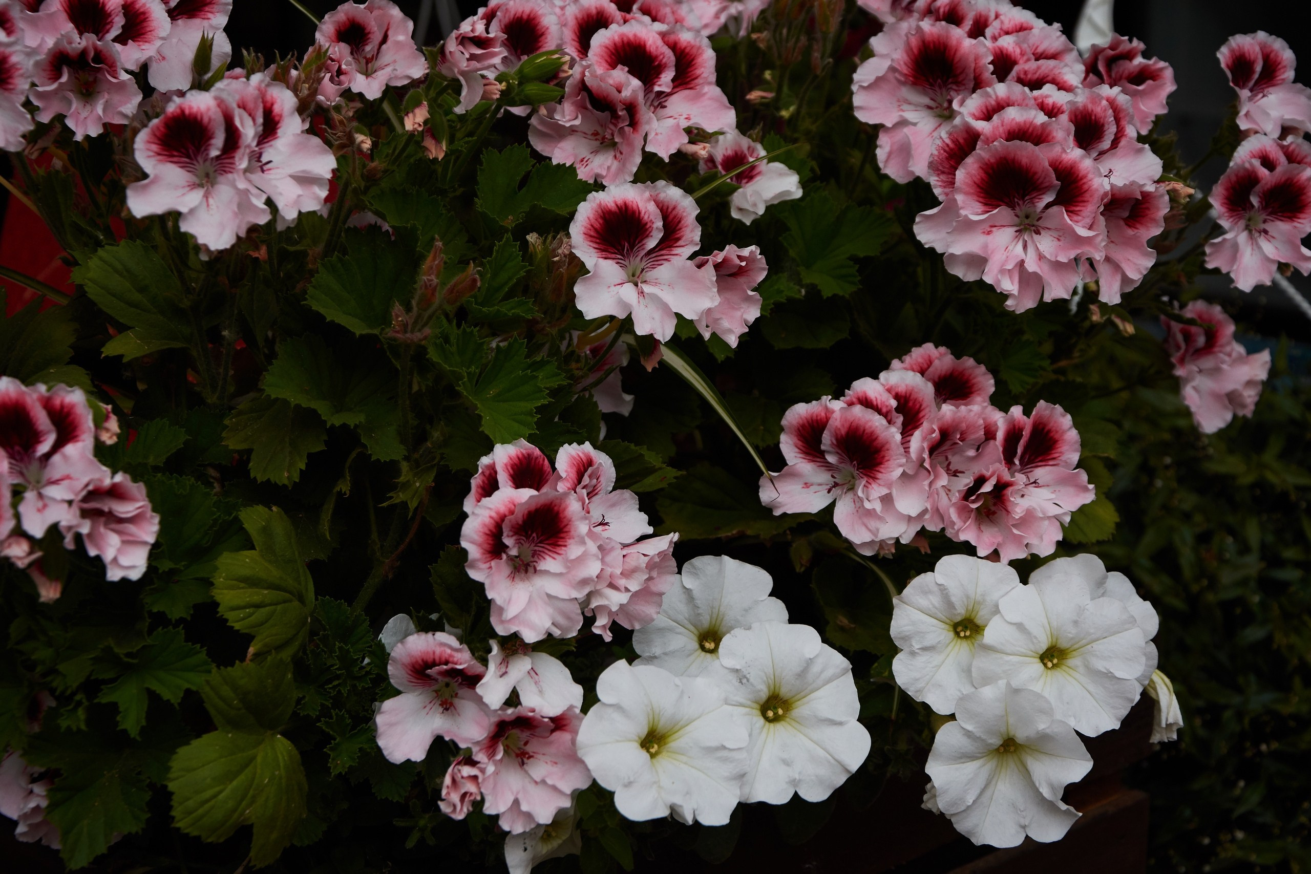 Цветы. Ольга Чёкотова (Фотограф Кострома)