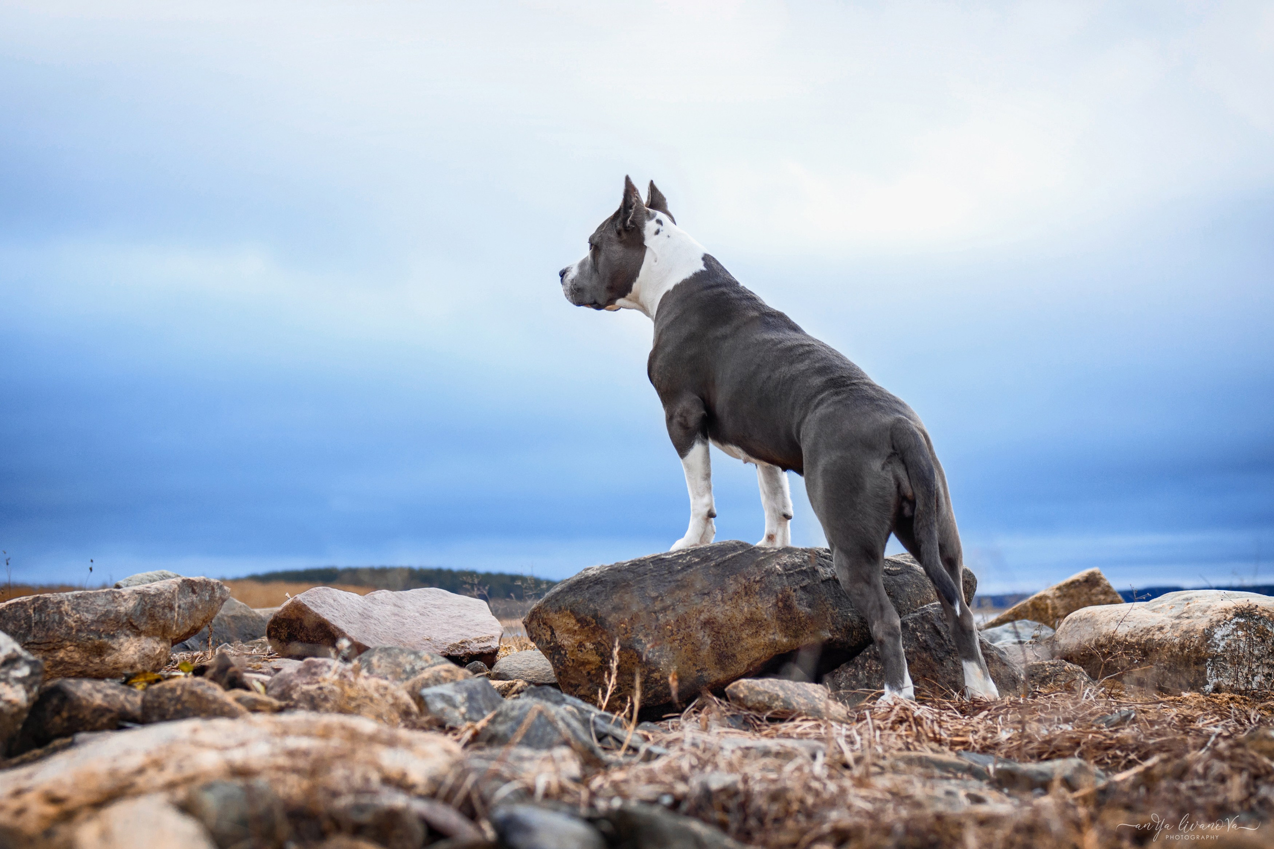 Деля. Фотограф анималист Аня Ливанова | Рыбинск