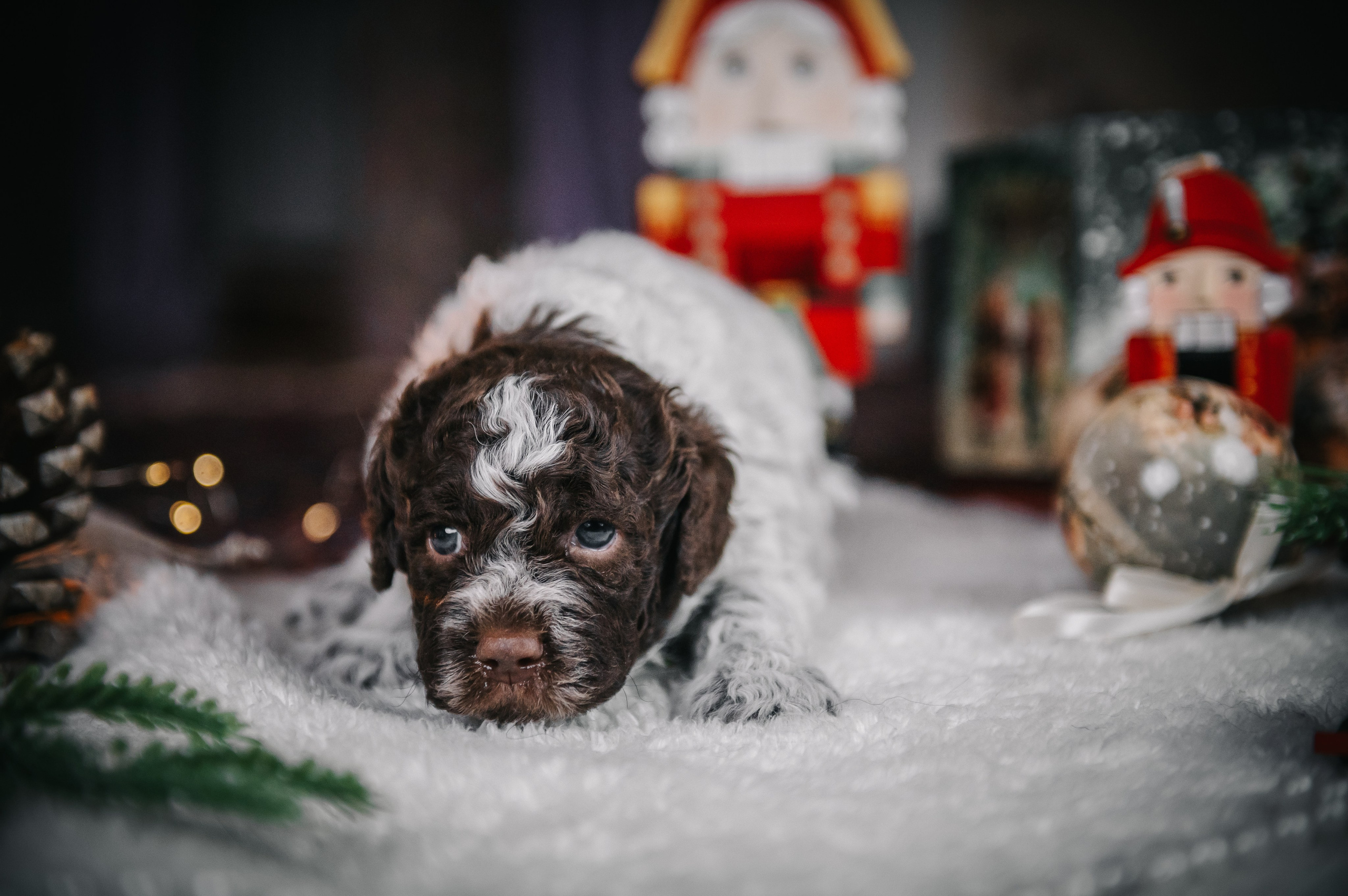 Лаготто-романьоло. Анна Пушина, фотограф, Москва, Королев, Пушкино