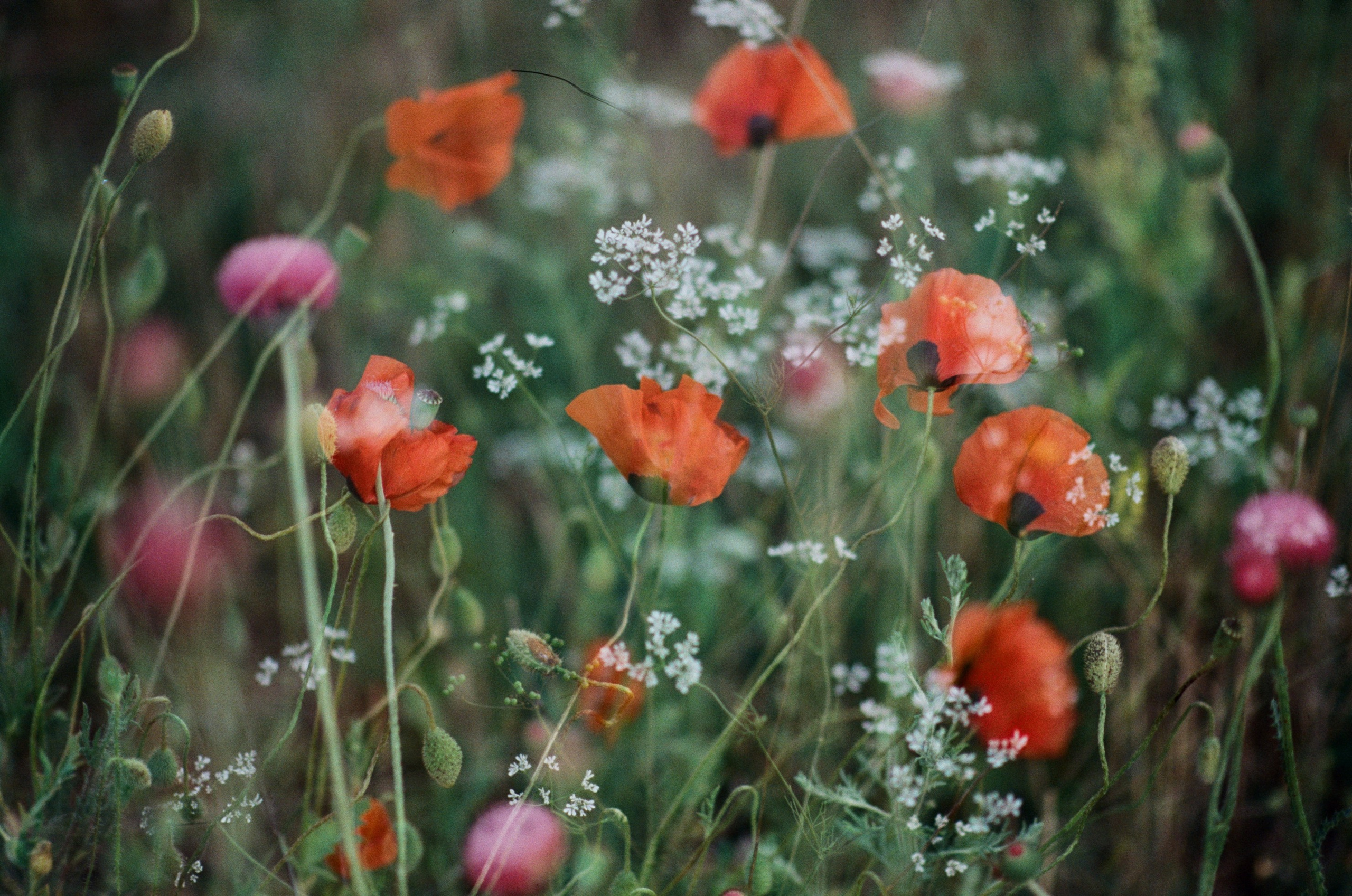 Silver strings // ukraine, crimea V. EVER EXPOSED
