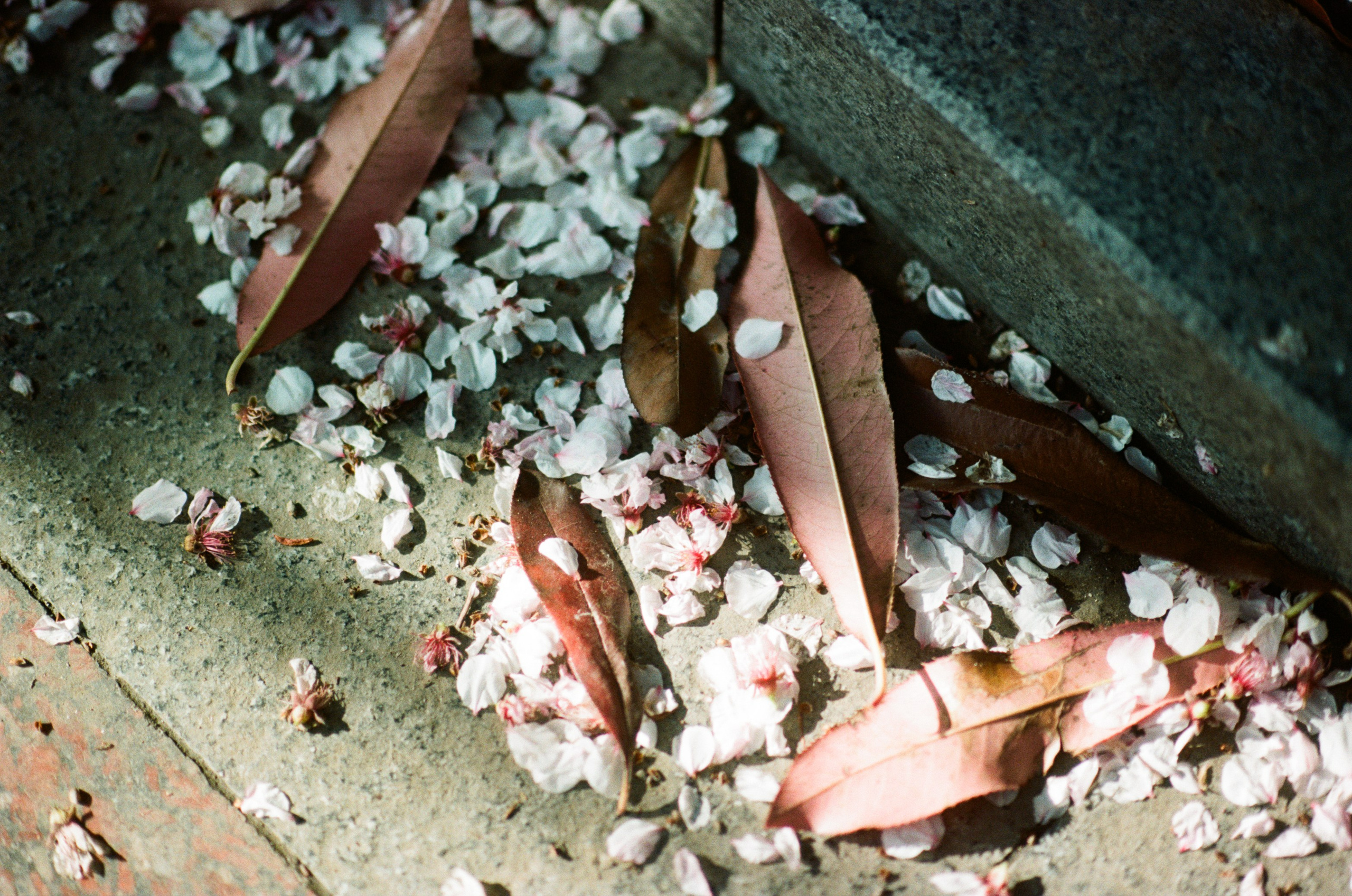 Sakura blues // ukraine, crimea. EVER EXPOSED