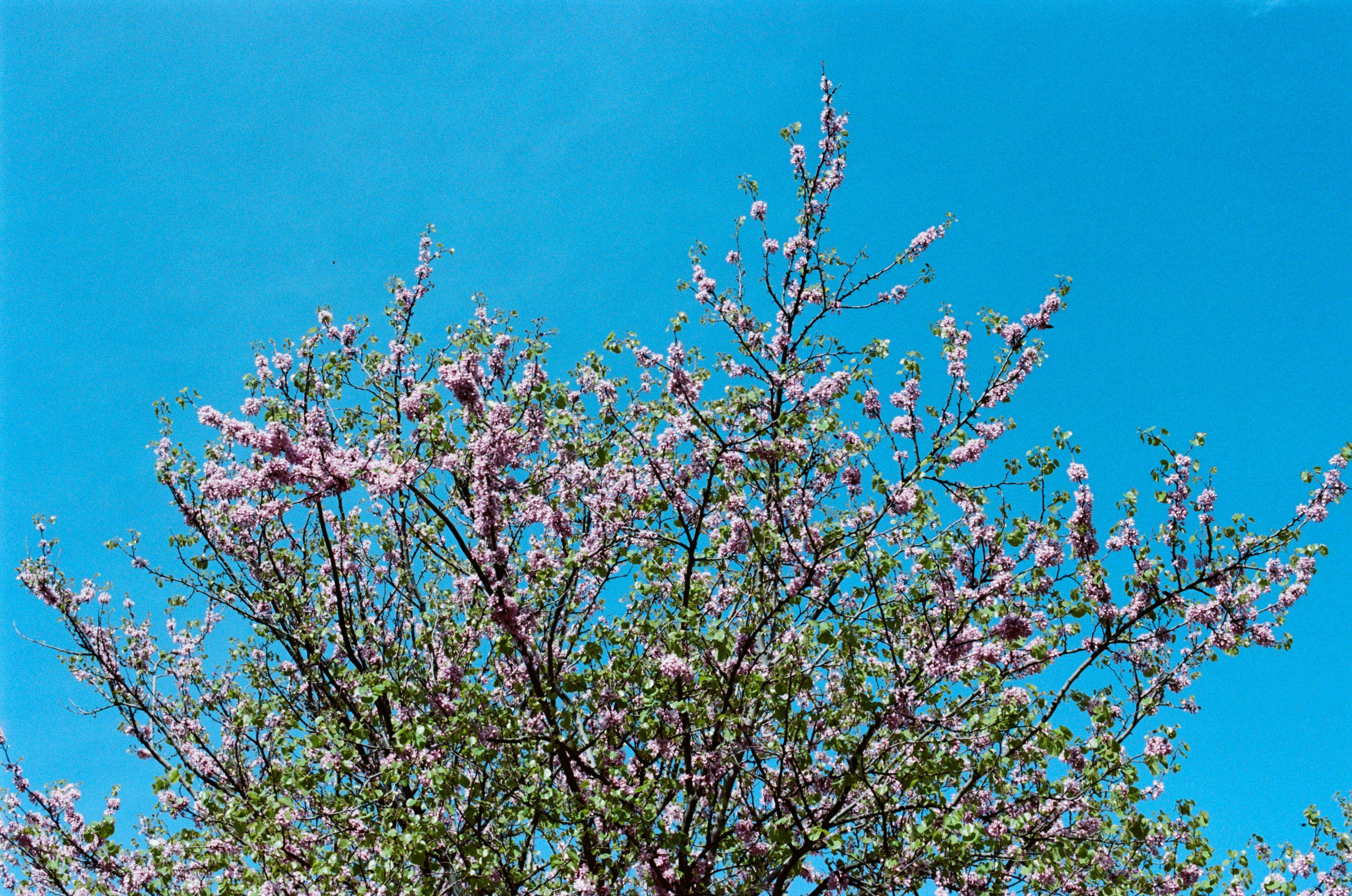 Silver strings // ukraine, crimea. EVER EXPOSED