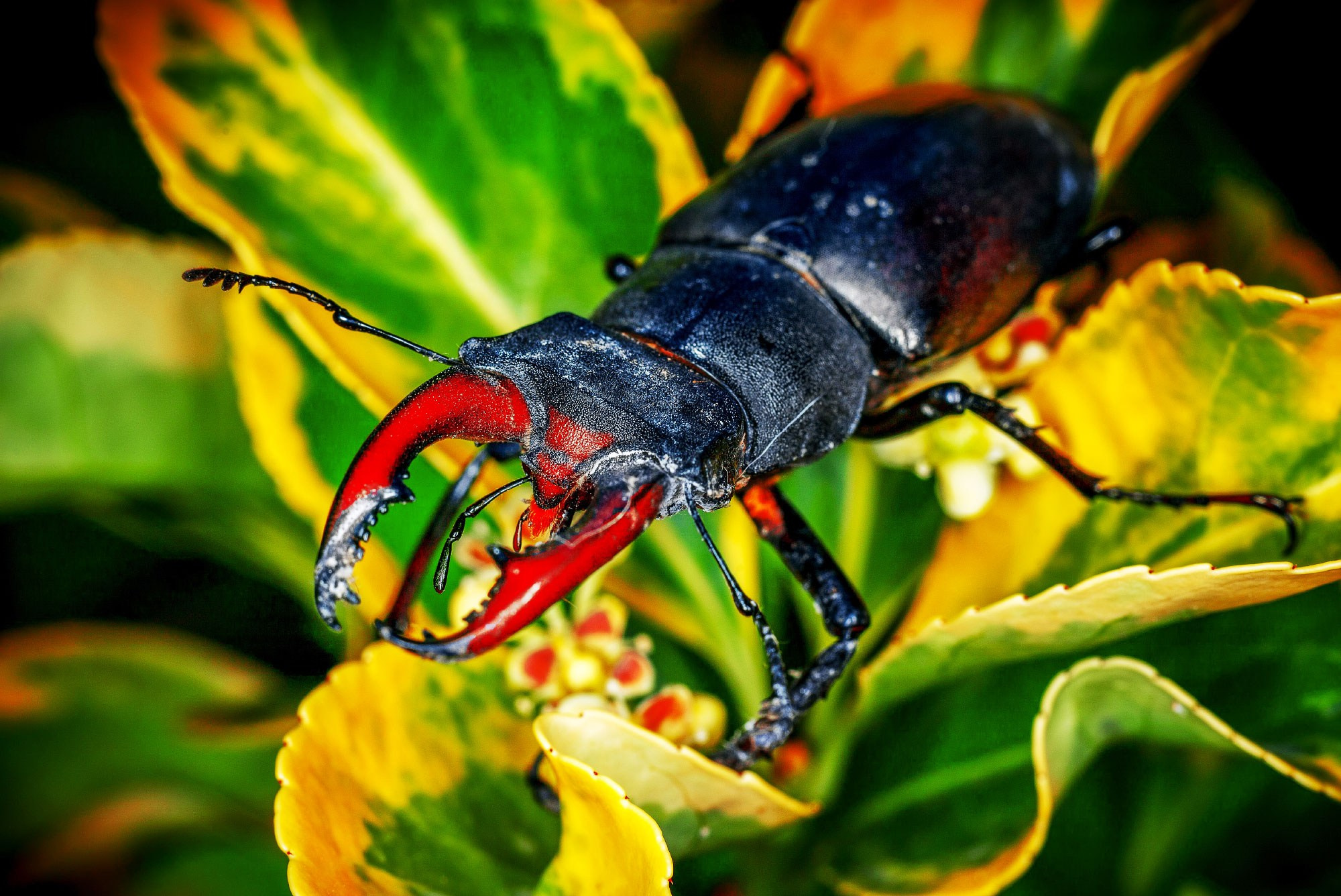 свадебный фотограф Геленджик
