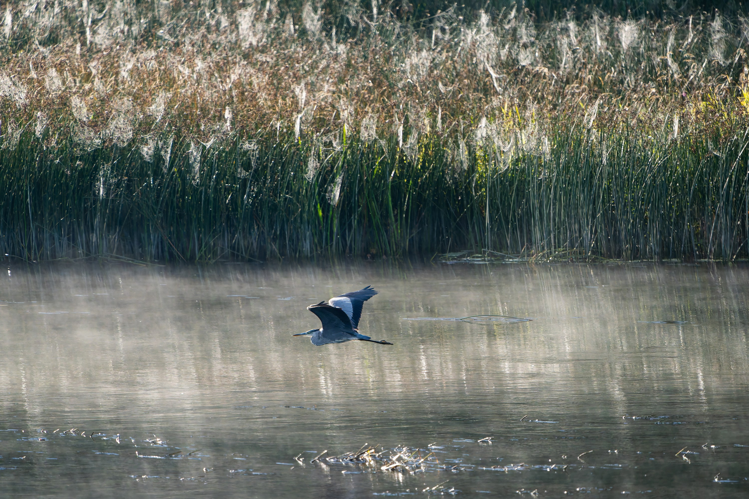Фотографии Национальный парк Угра. Фотограф спортивные события, недвижимость, турбизнес